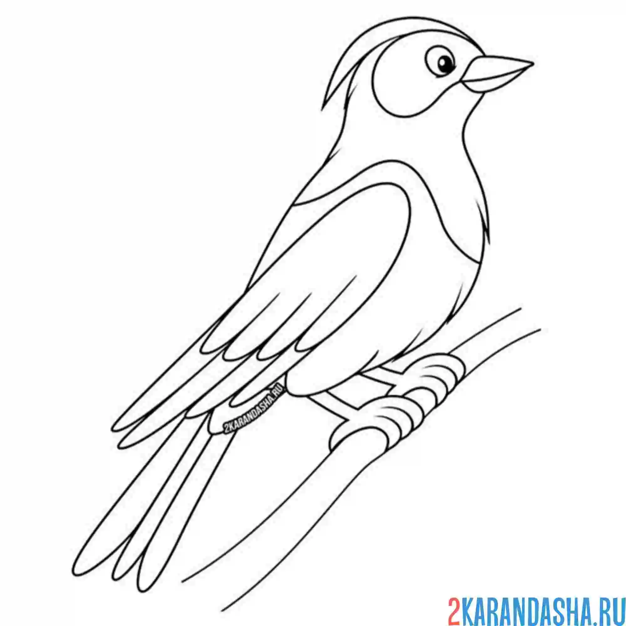 Раскраска скворец красивый