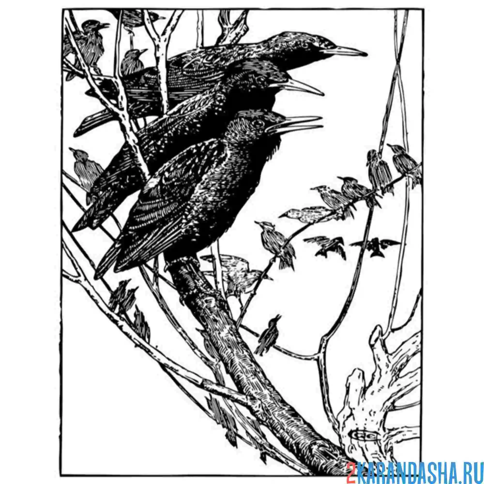 Раскраска три скворца