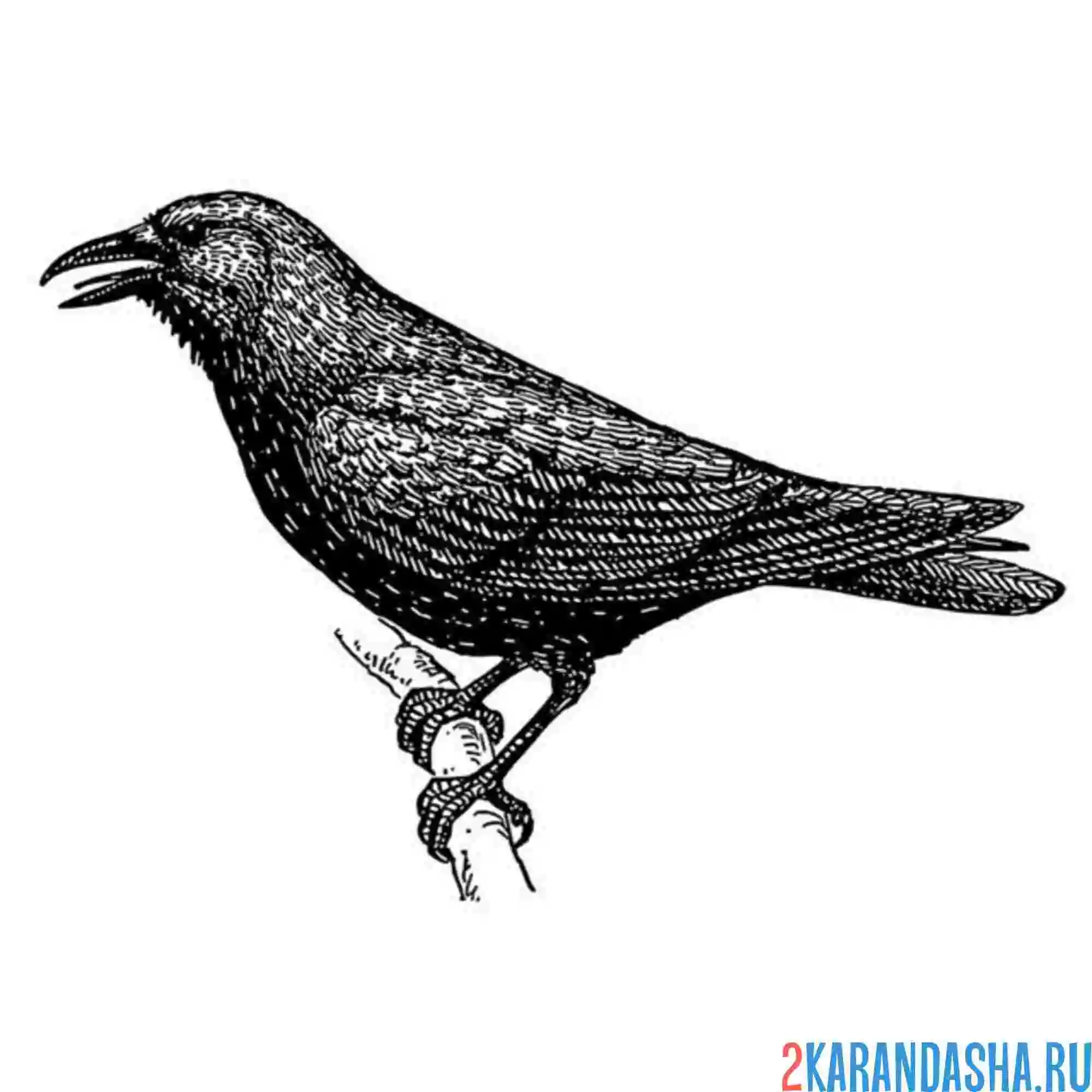 Раскраска скворец открыл клюв