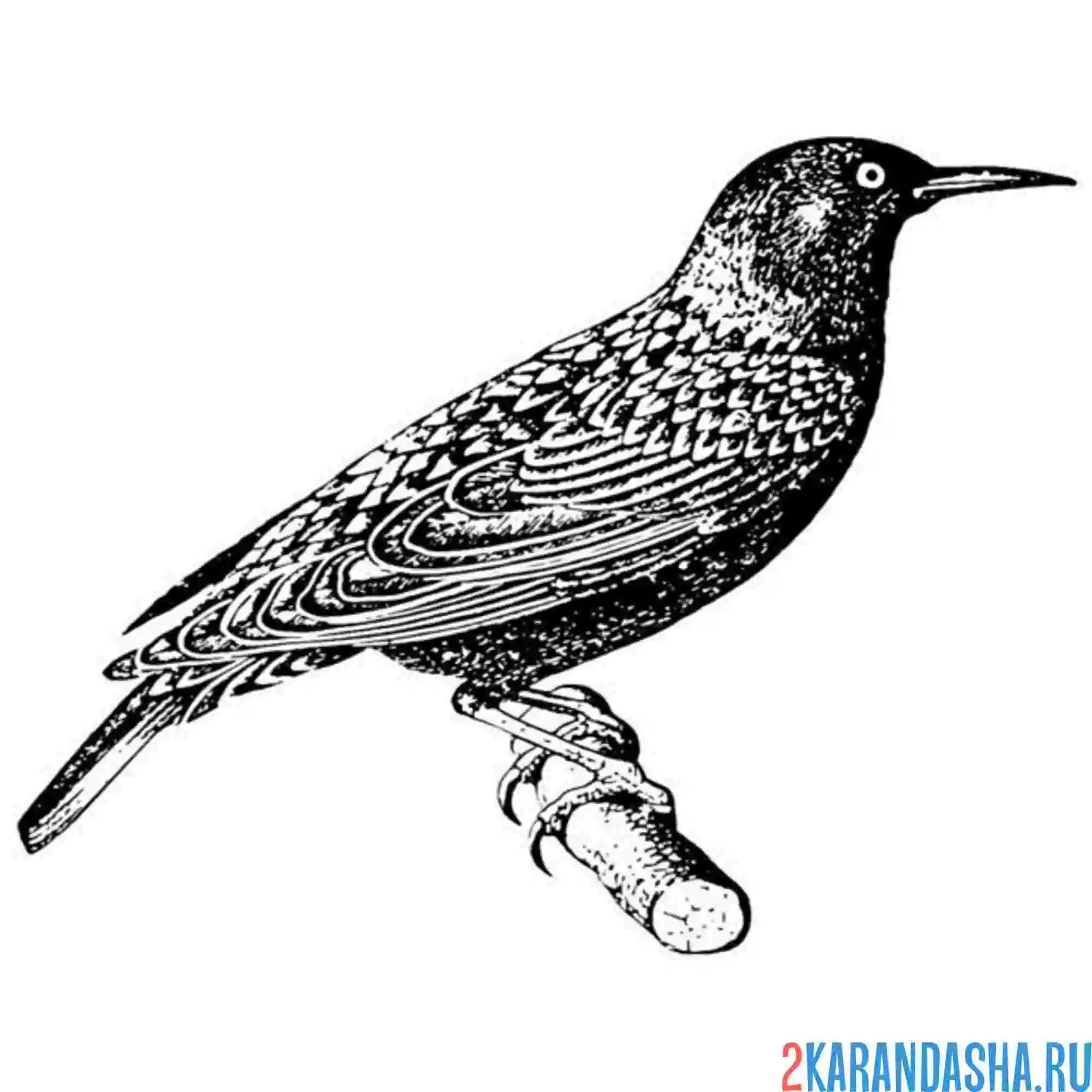 Раскраска скворец готовится к полету