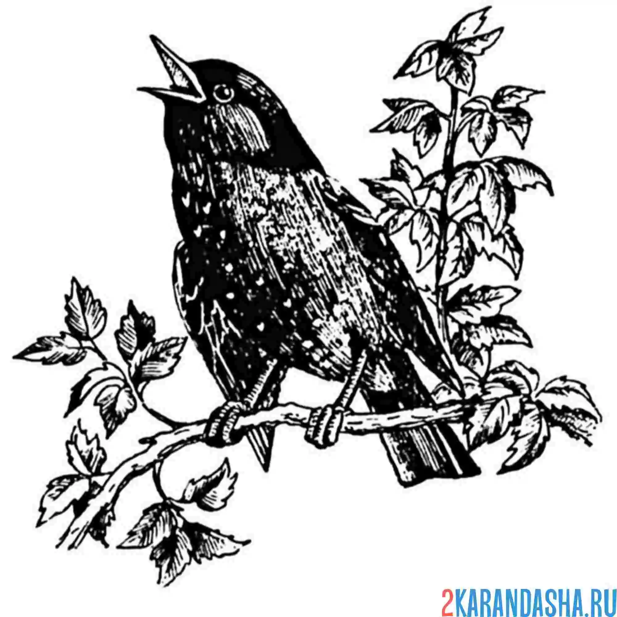 Раскраска скворец певец