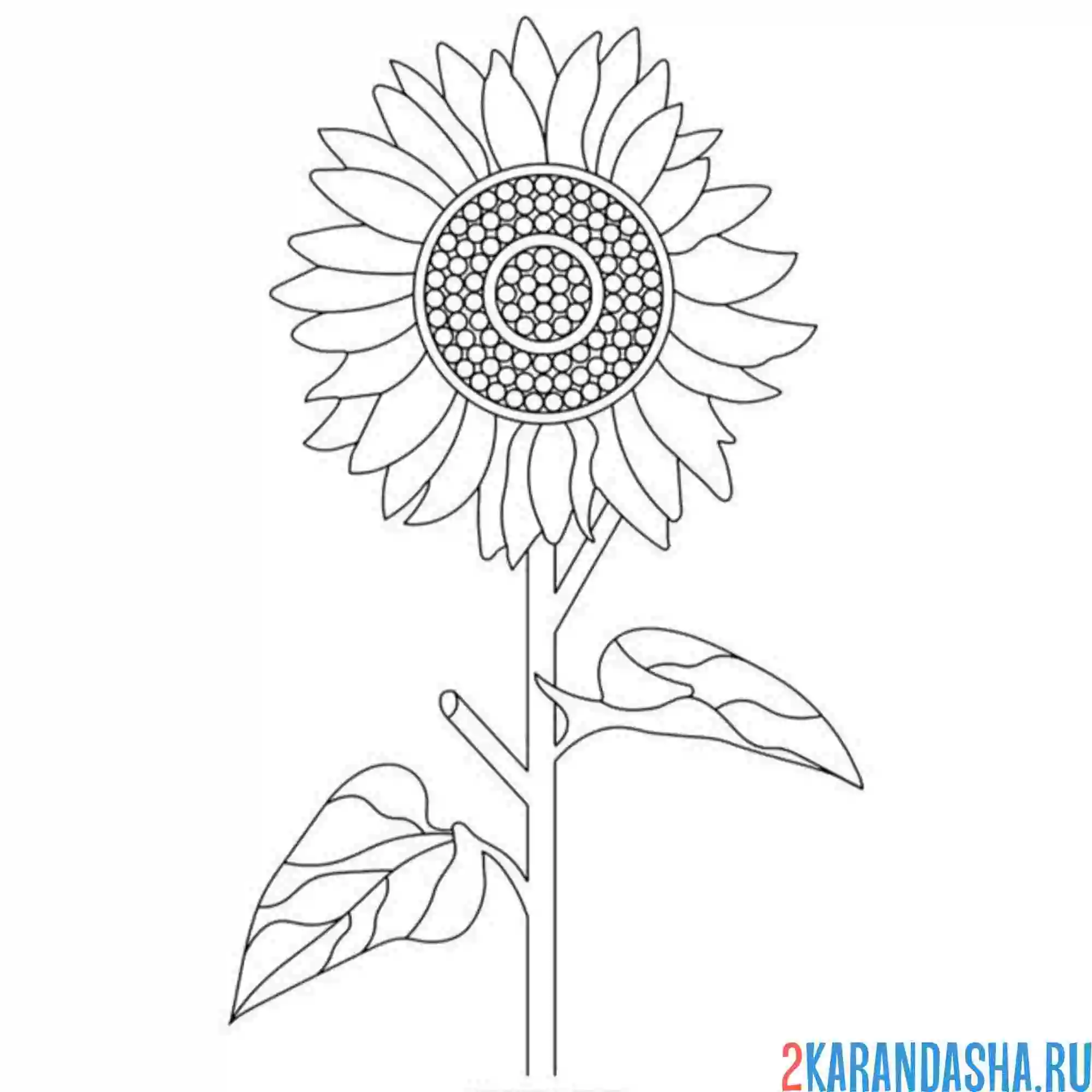 Раскраска цветок подсолнух