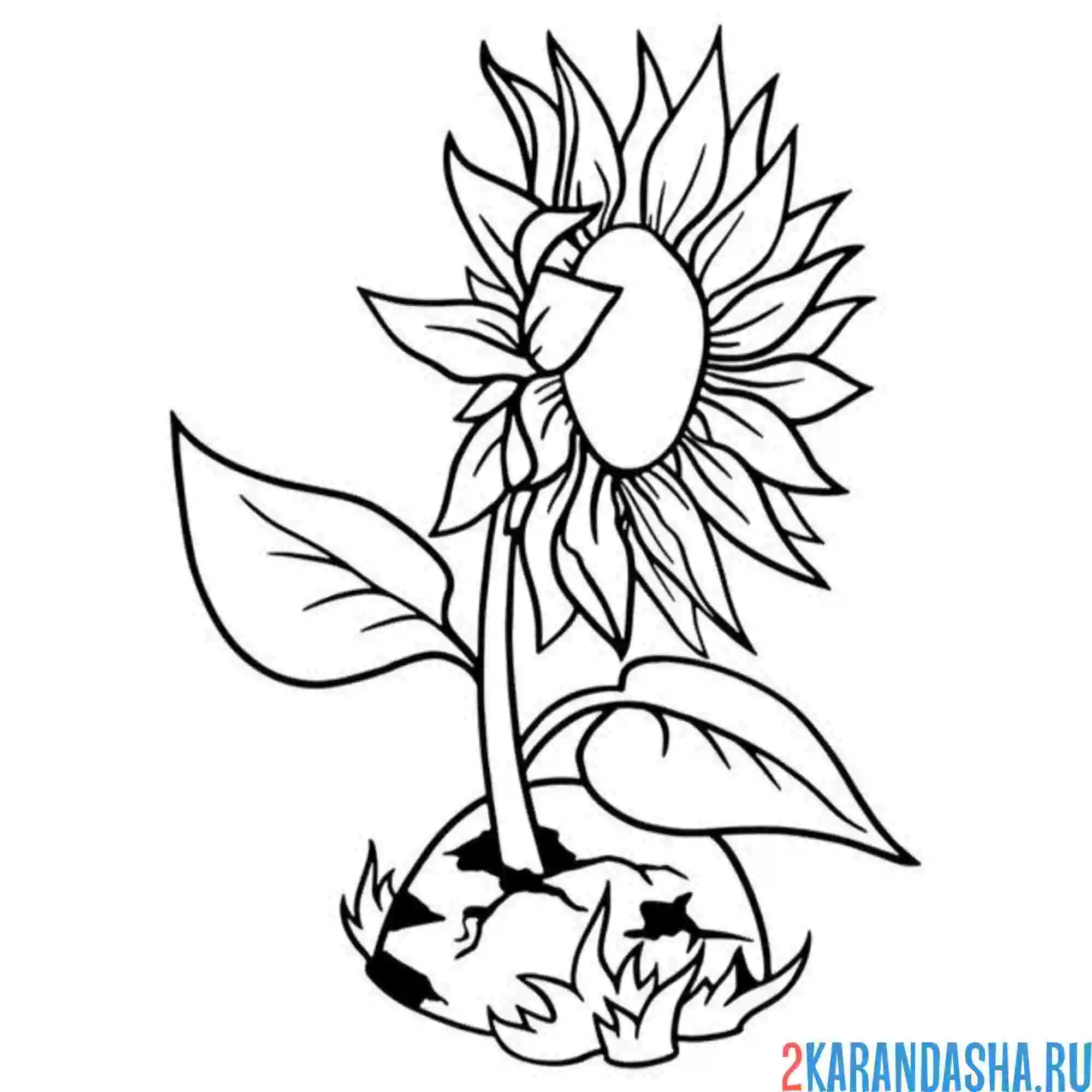 Раскраска один подсолнух