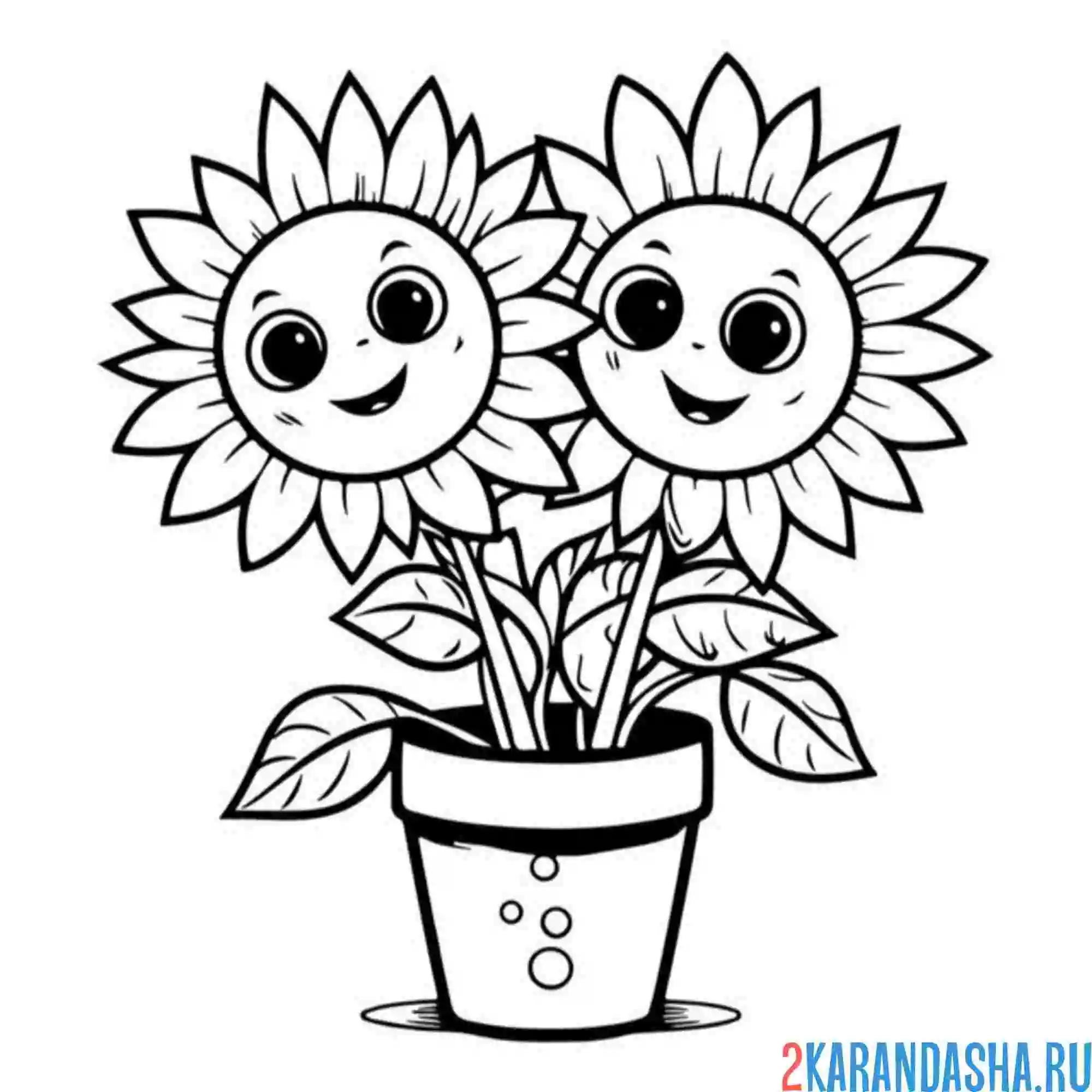 Раскраска два подсолнуха
