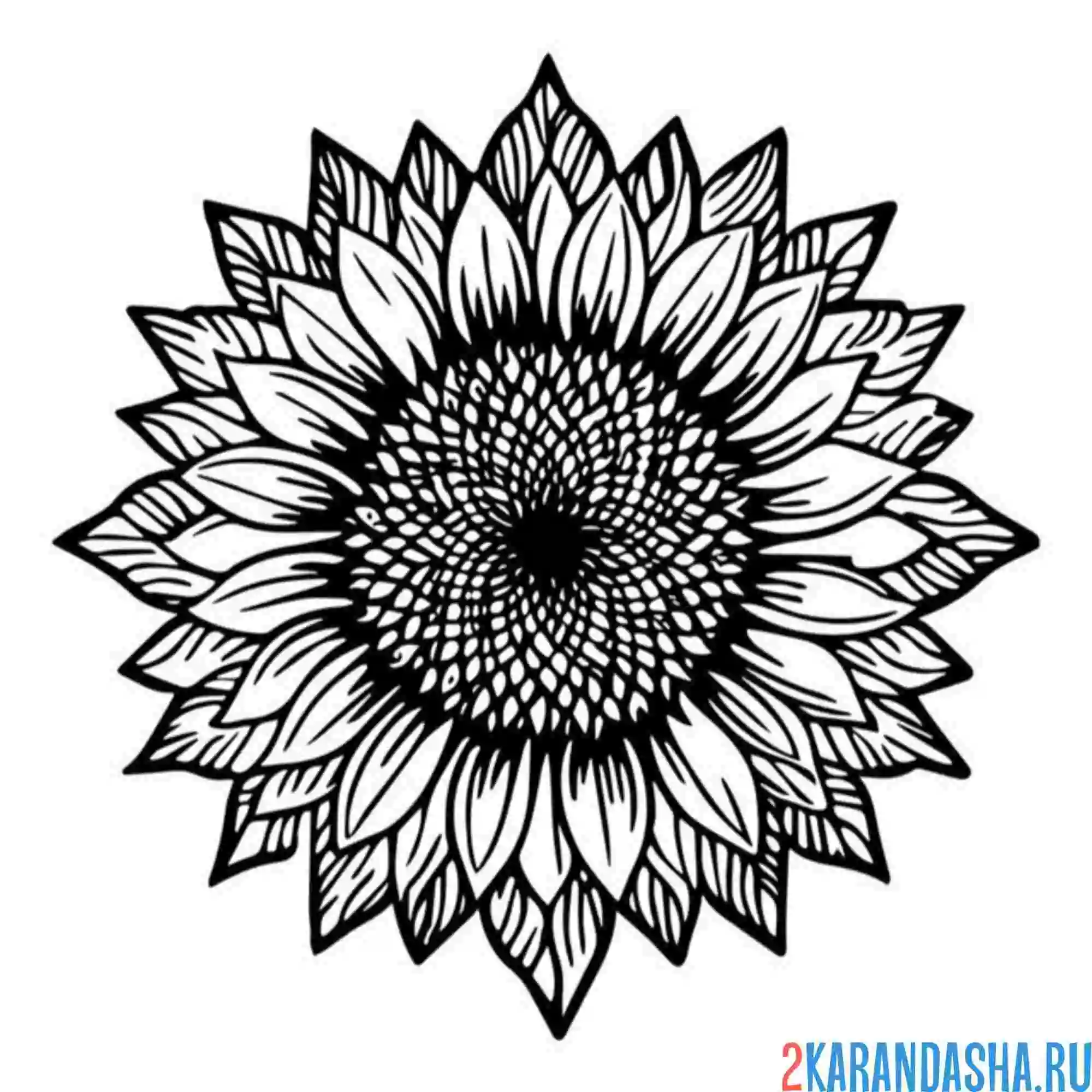 Раскраска подсолнух зацвел