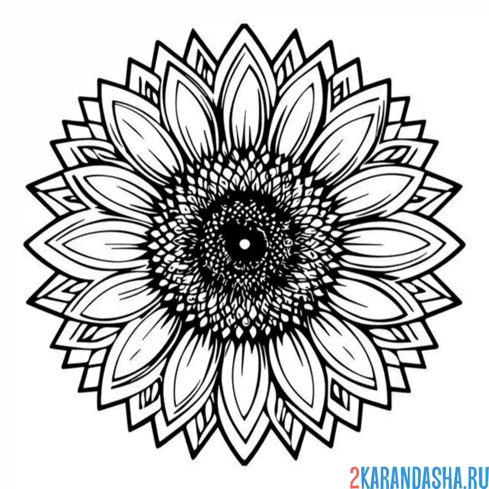 Раскраска цветочек подсолнух