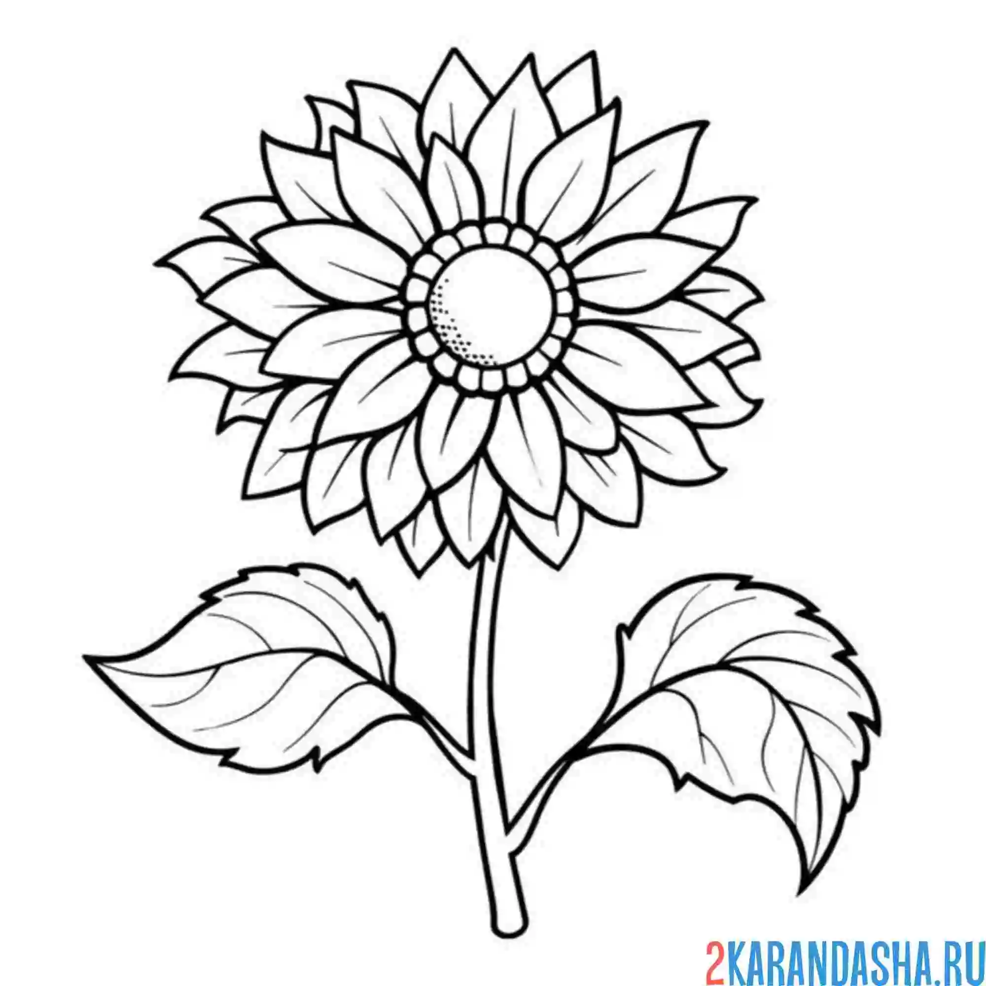 Раскраска подсолнух дикий