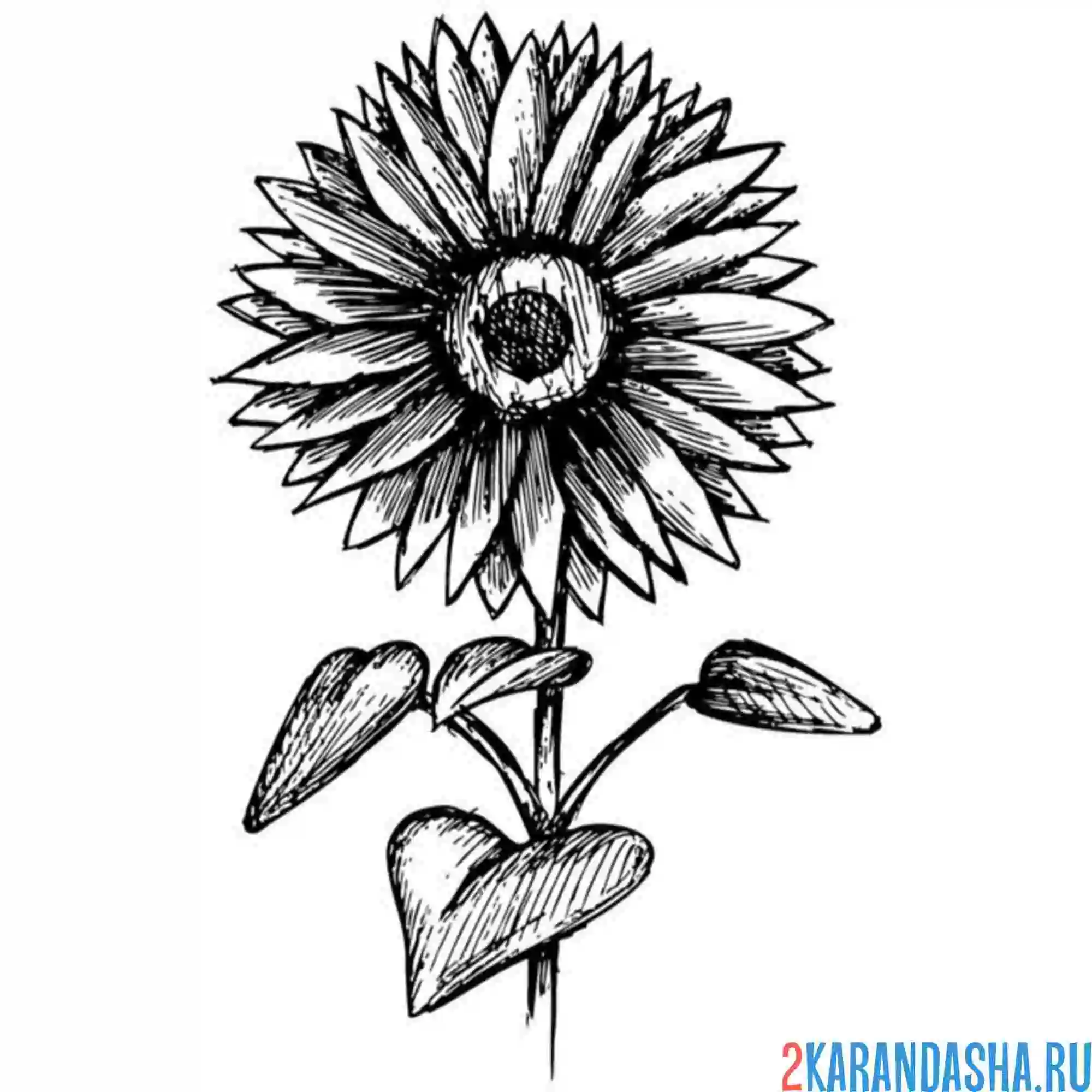 Раскраска одинокий подсолнух