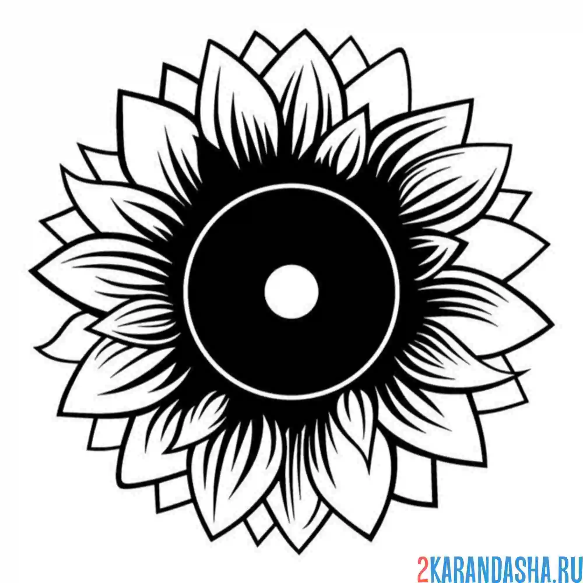 Раскраска подсолнух с семечками