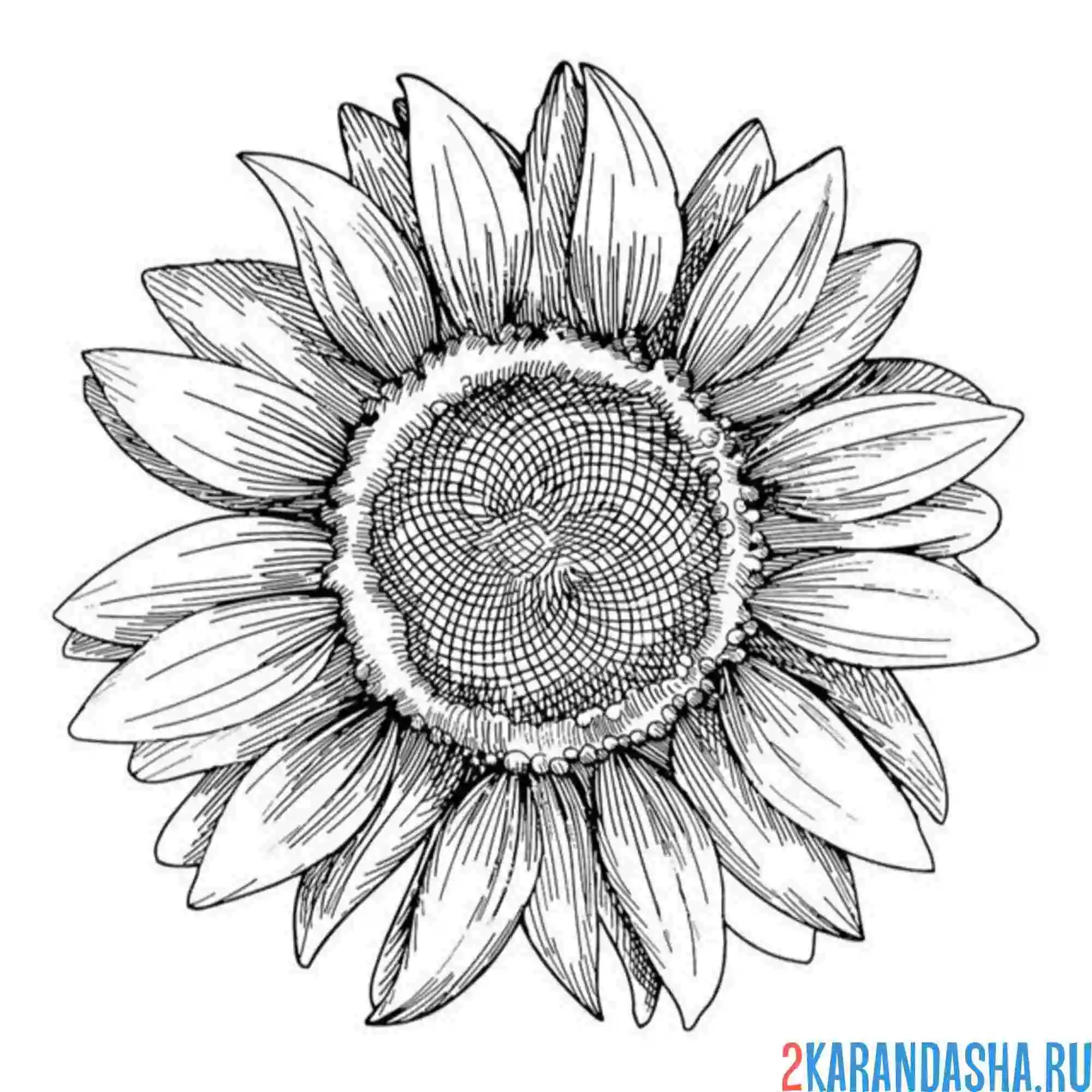 Раскраска подсолнечник