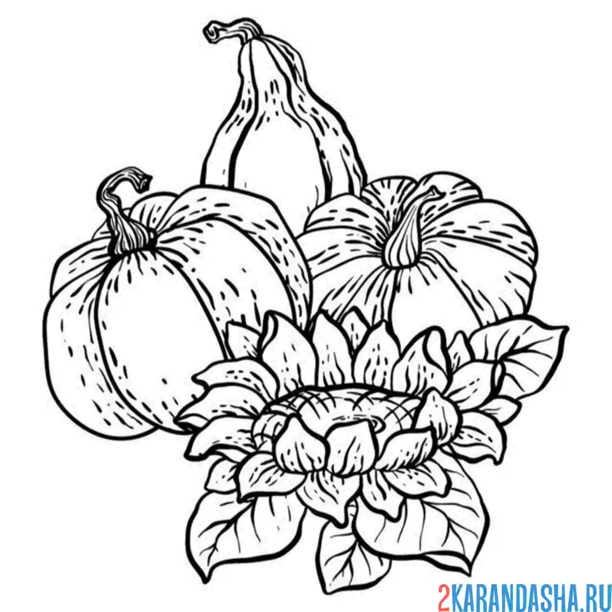 Раскраска подсолнух и тыквы
