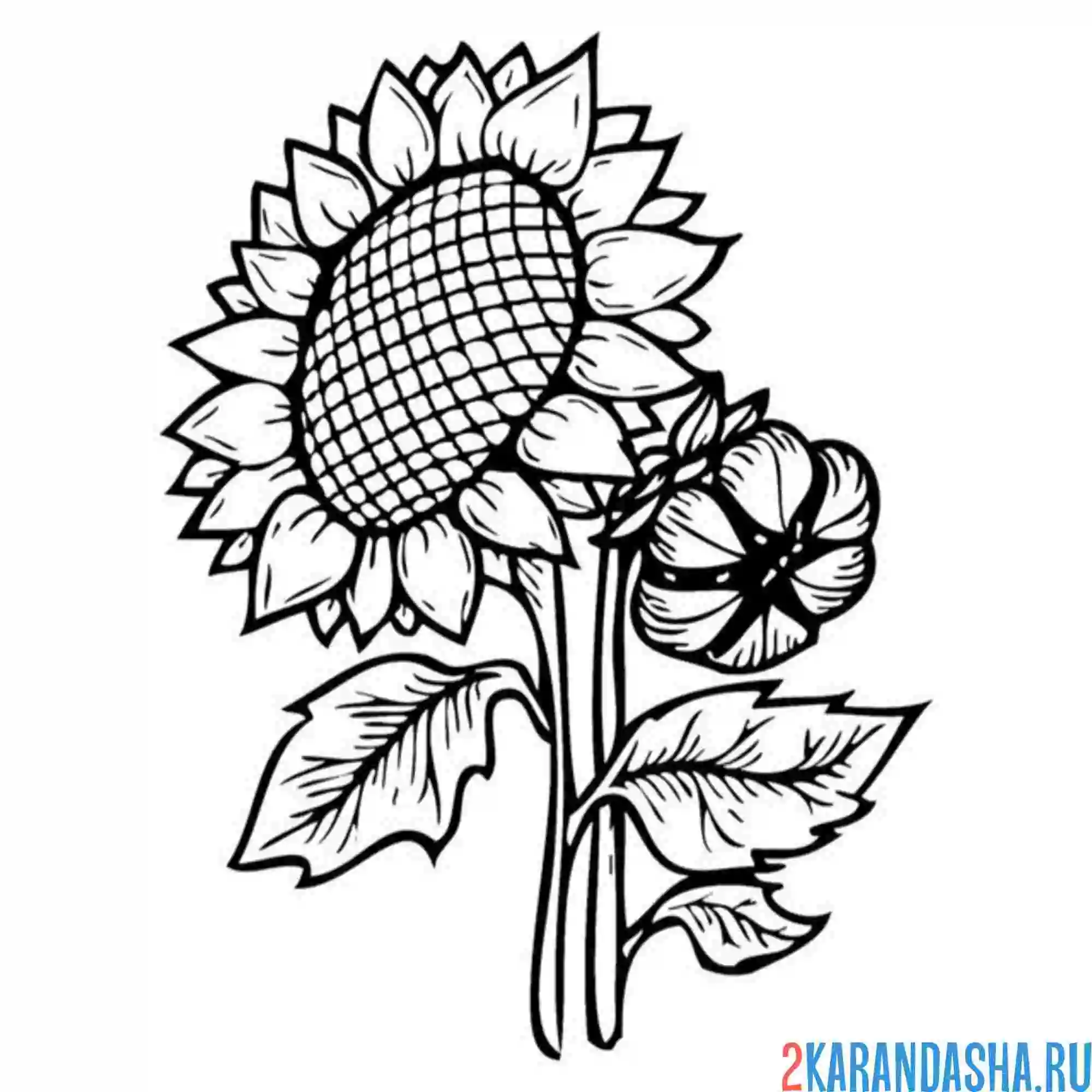 Раскраска подсолнух полный семечек