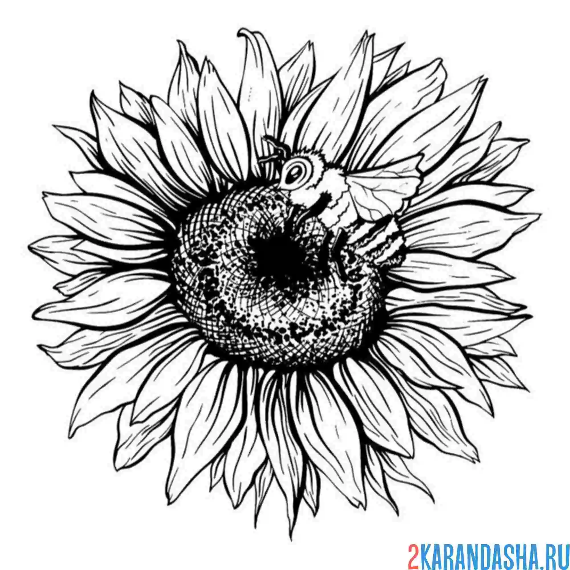 Раскраска подсолнух для фото