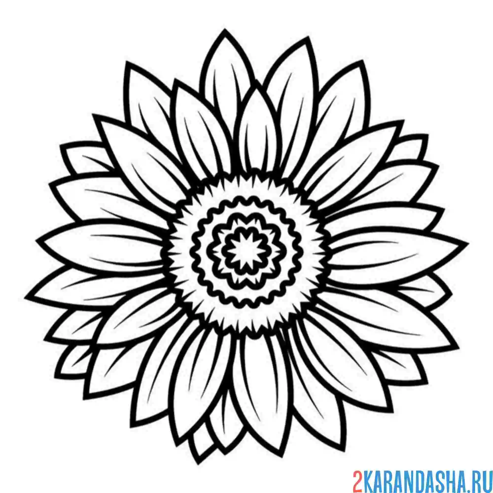 Раскраска подсолнух простой