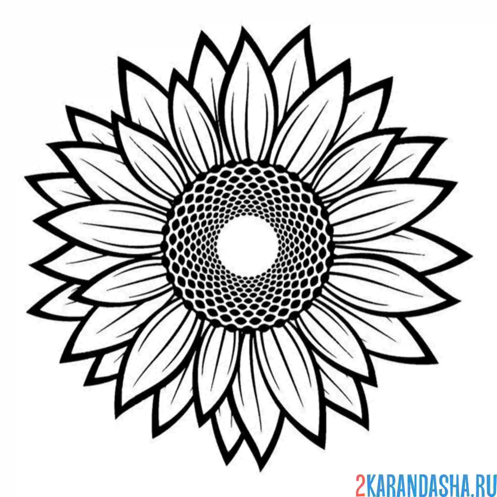 Раскраска подсолнух легкий