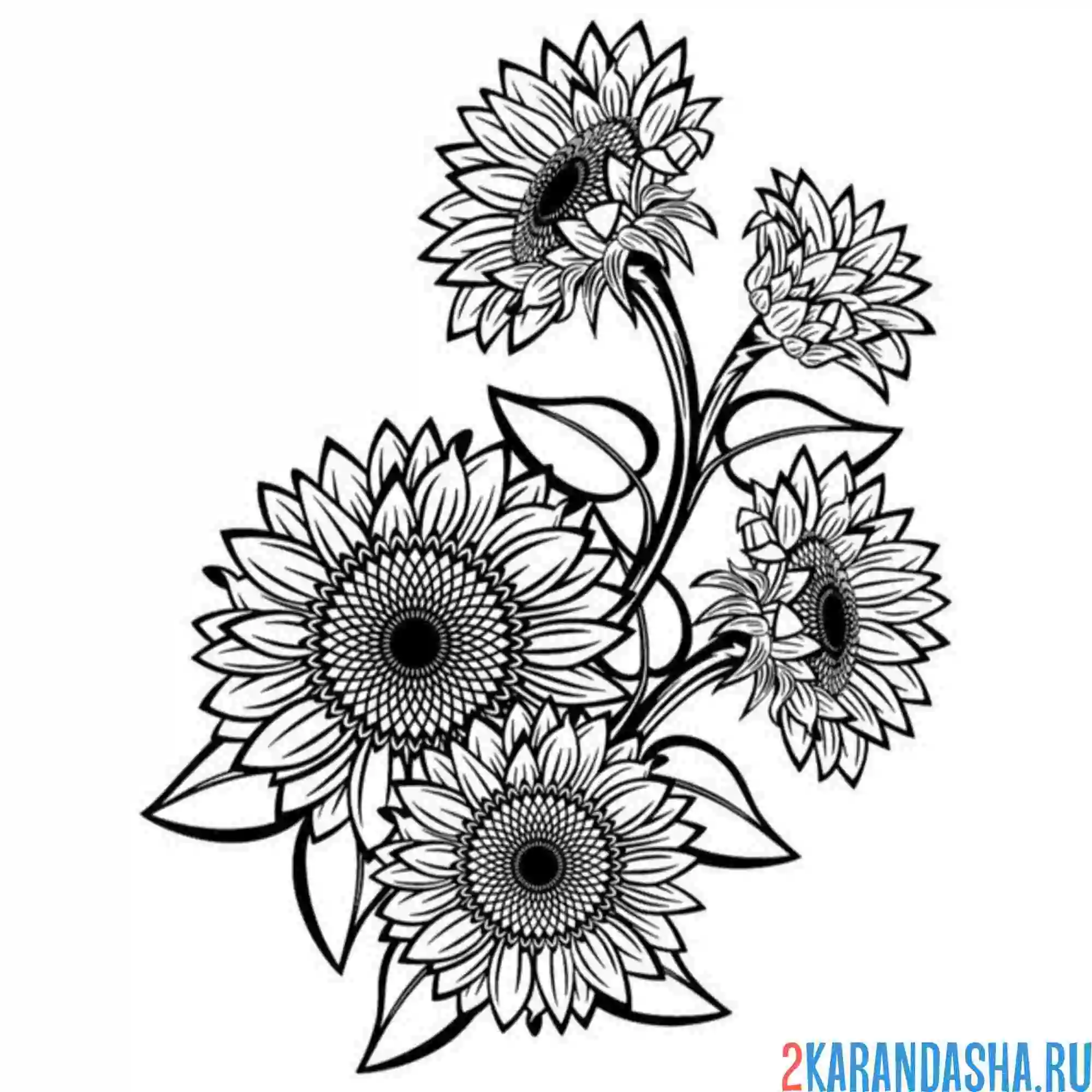 Раскраска подсолнухи много