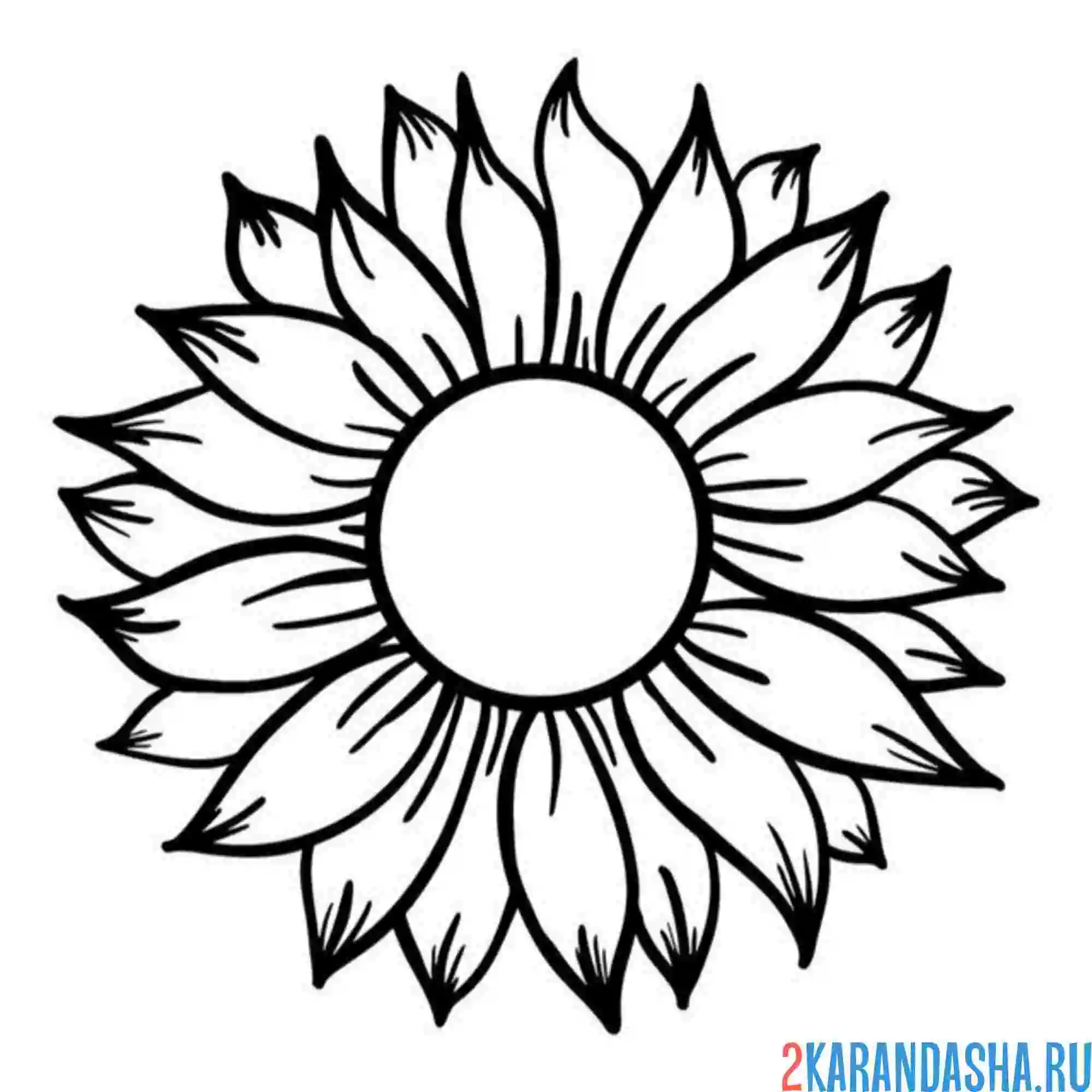 Раскраска подсолнух без семечек