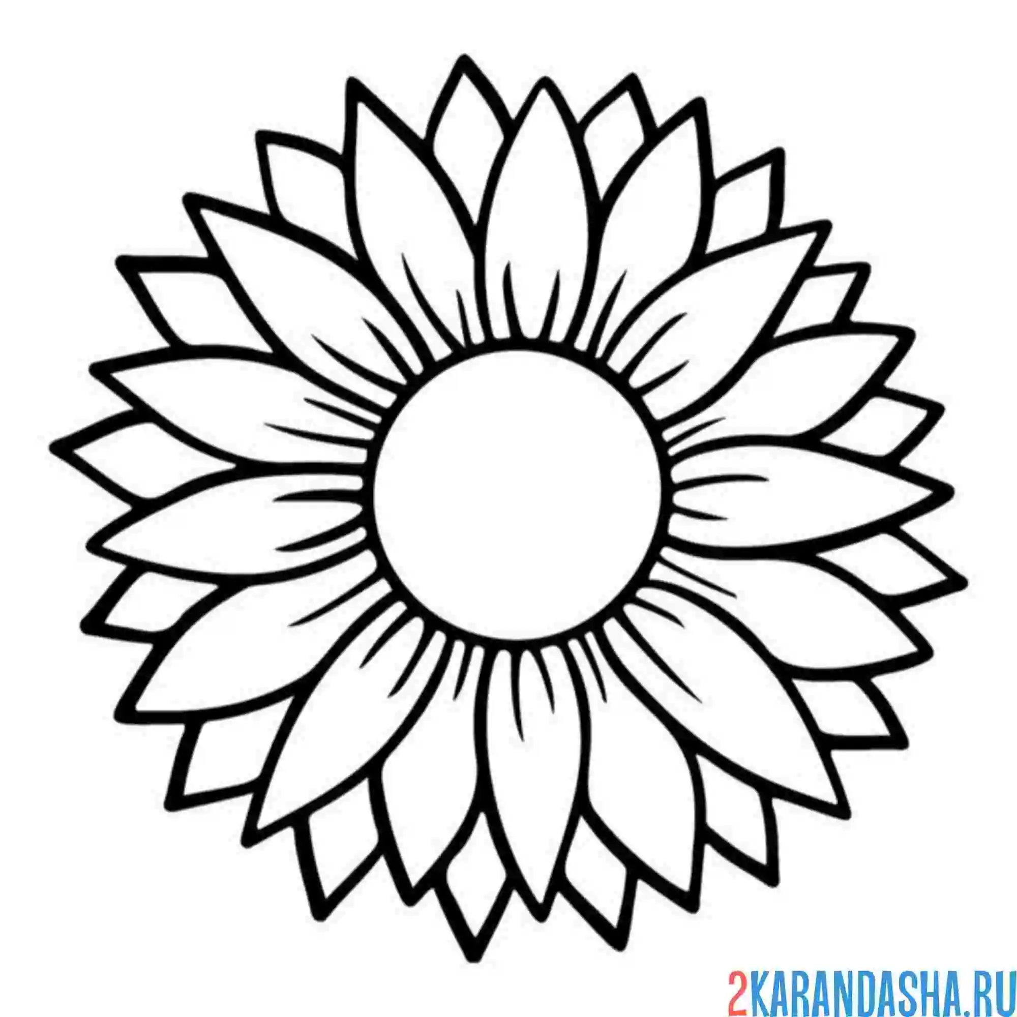 Раскраска подсолнух для срисовки