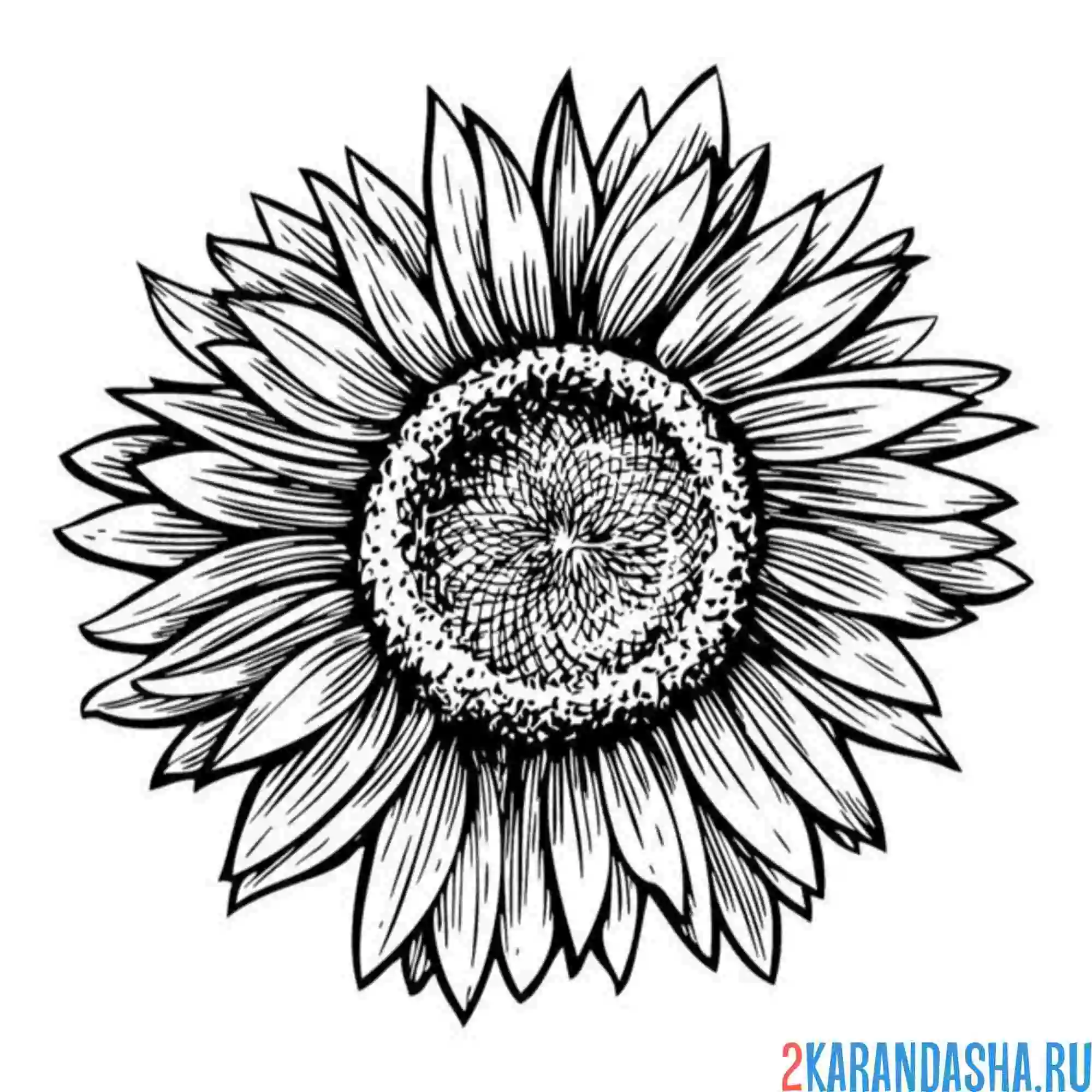 Раскраска подсолнух фото