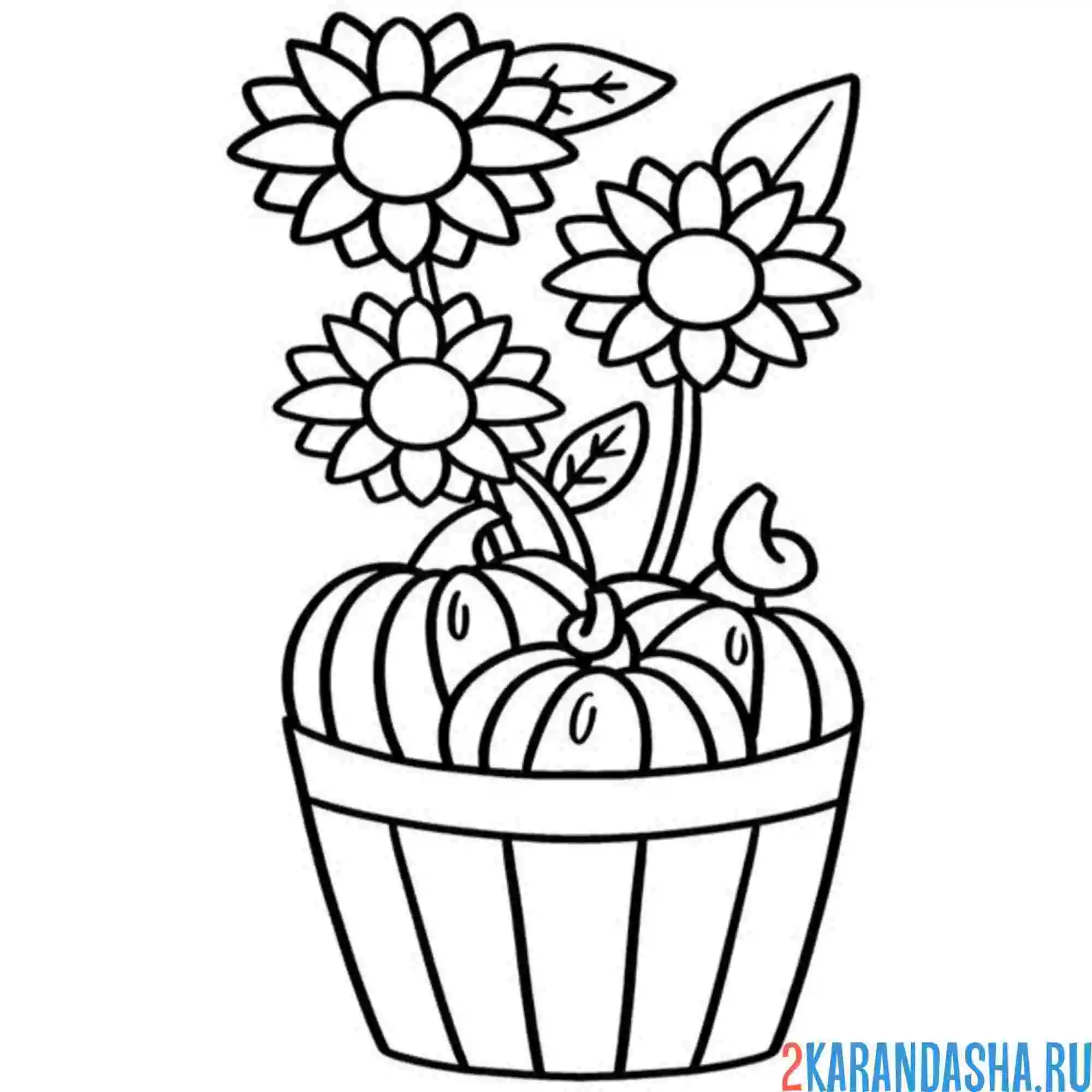 Раскраска подсолнух осенний