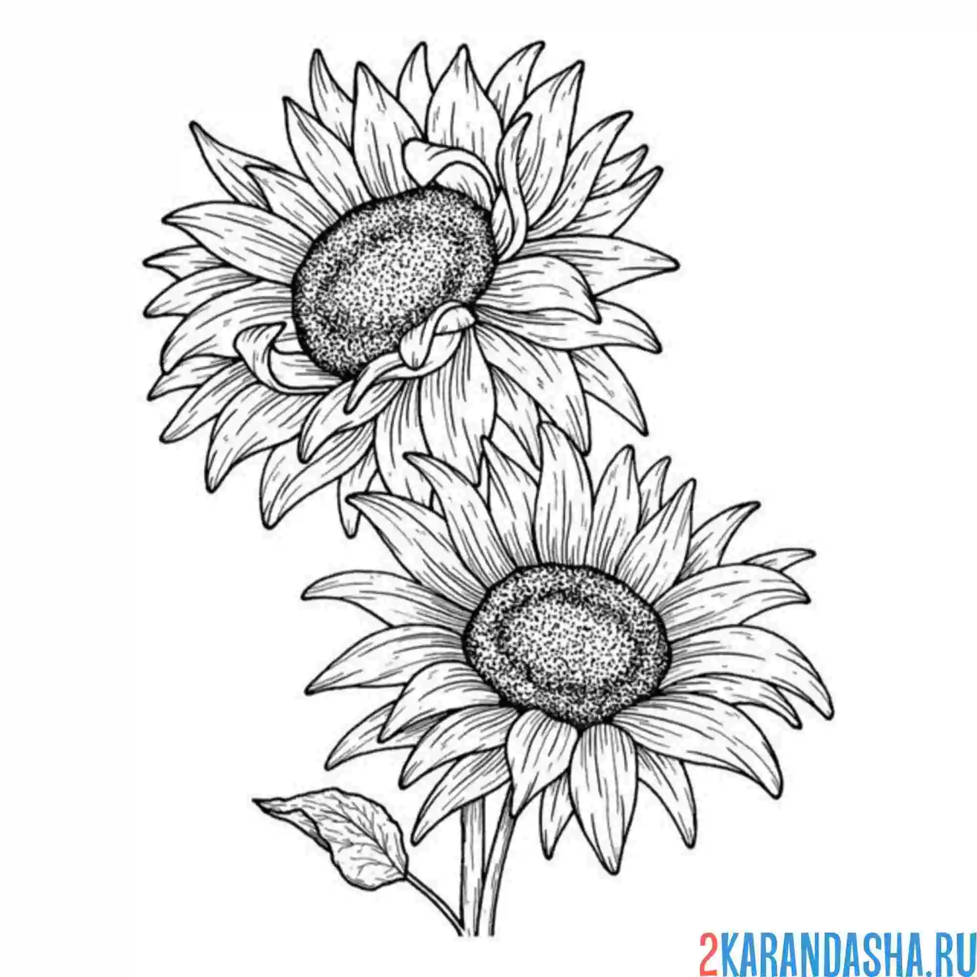 Раскраска два подсолнуха цветы