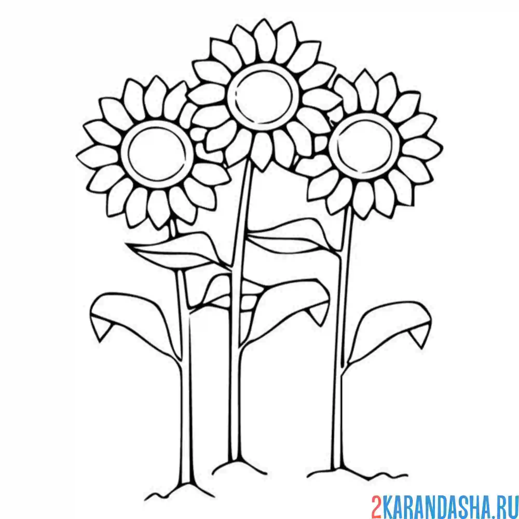 Раскраска три подсолнуха