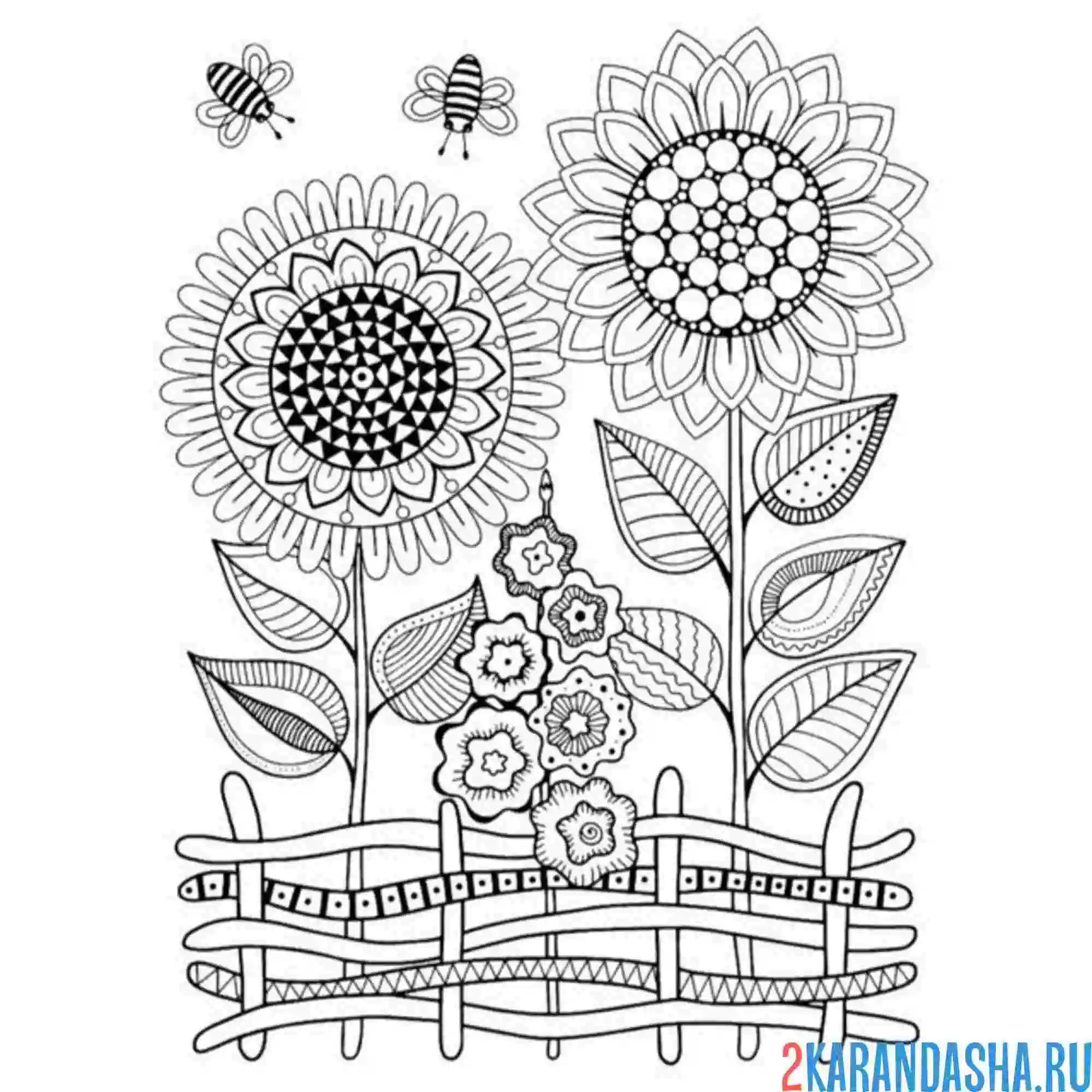 Раскраска подсолнухи для антистресс