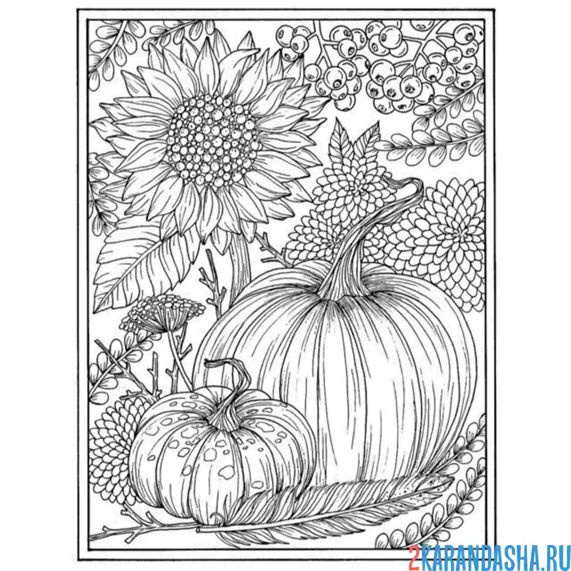 Раскраска подсолнух картина с тыквой