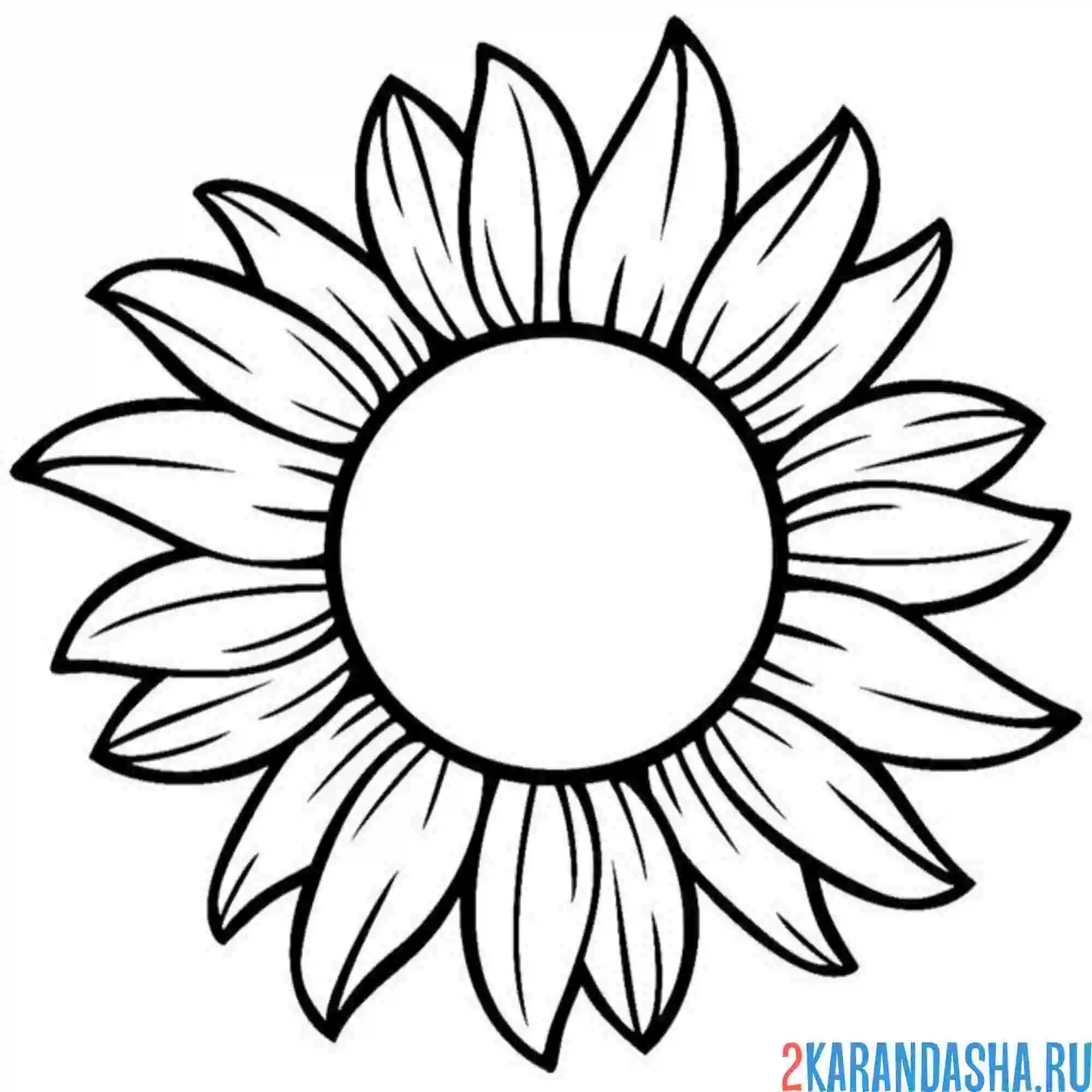 Раскраска подсолнух только расцвел