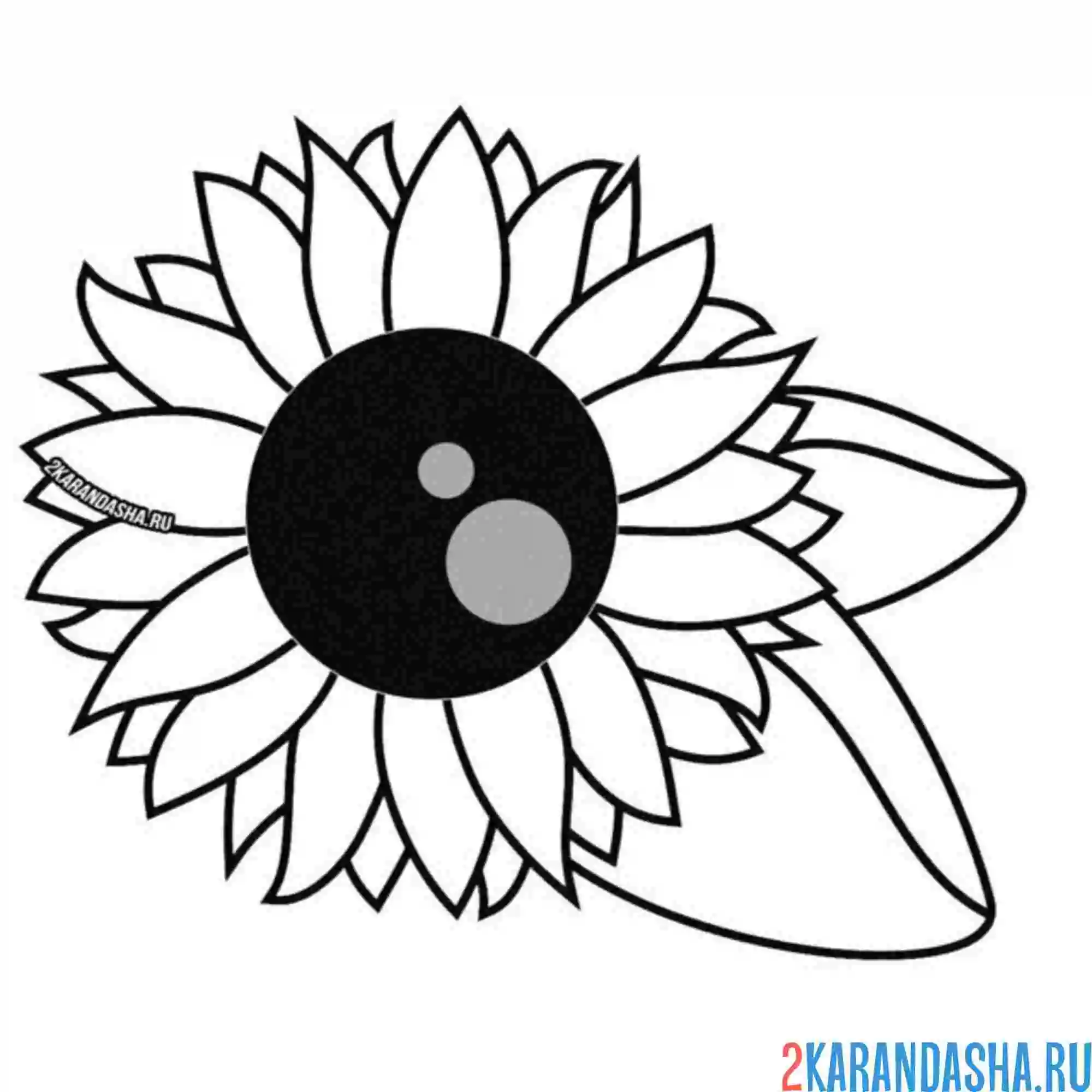 Раскраска подсолнух и листочки