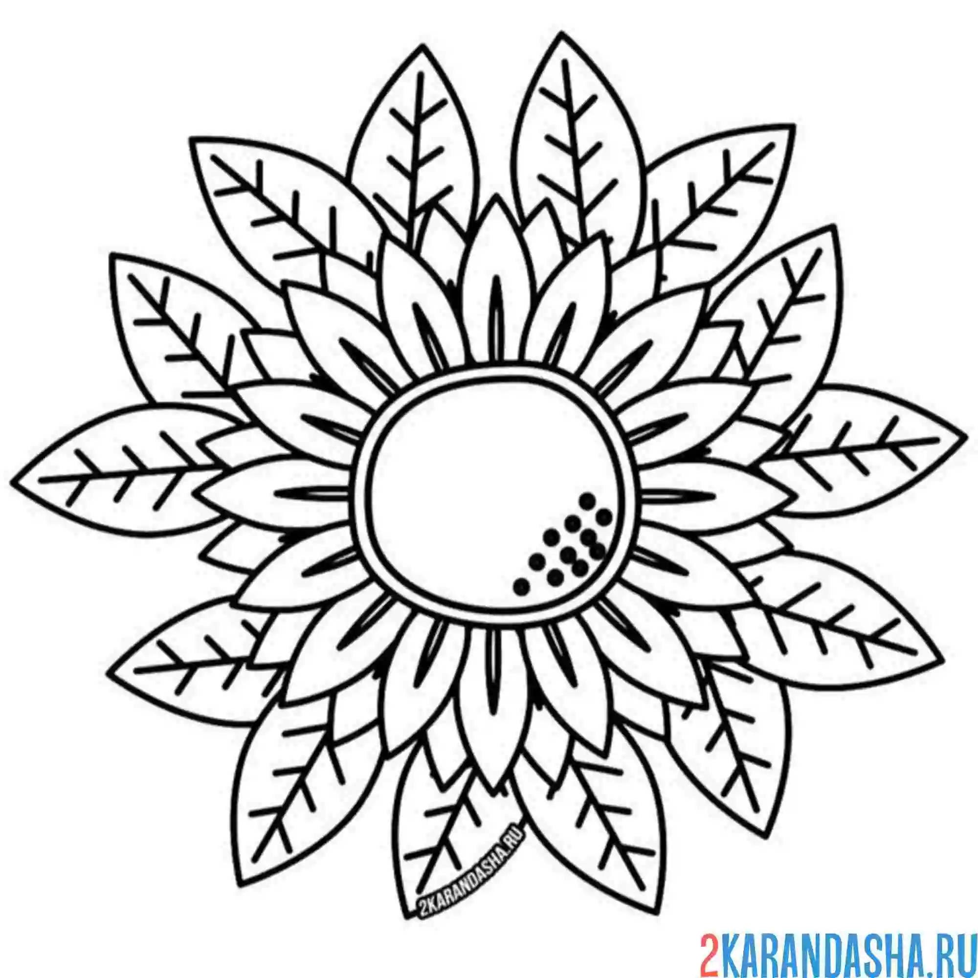Раскраска подсолнух и зеленые листья