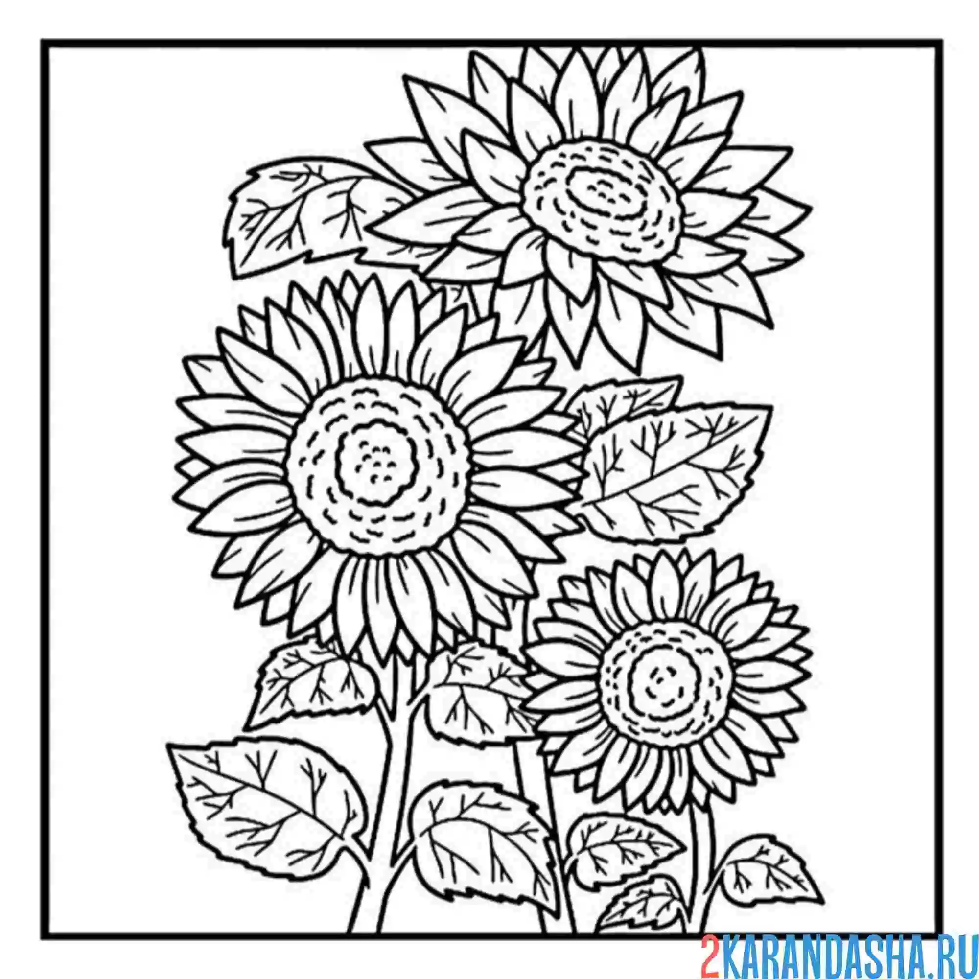 Раскраска подсолнухи