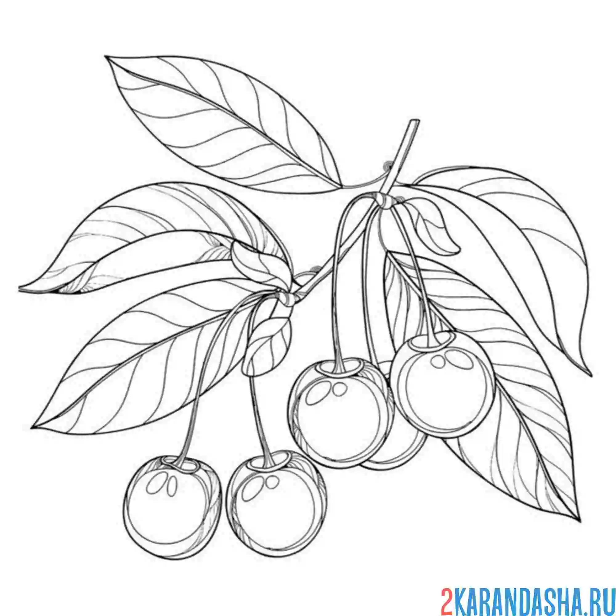 Раскраска четыре вишни на ветке