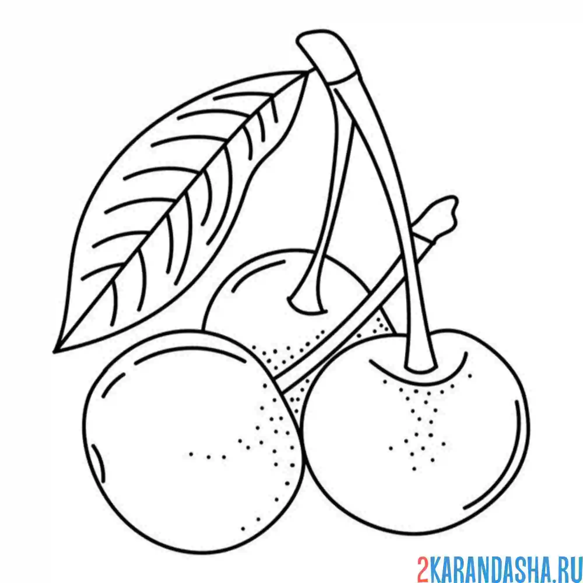 Раскраска вишня с листиком