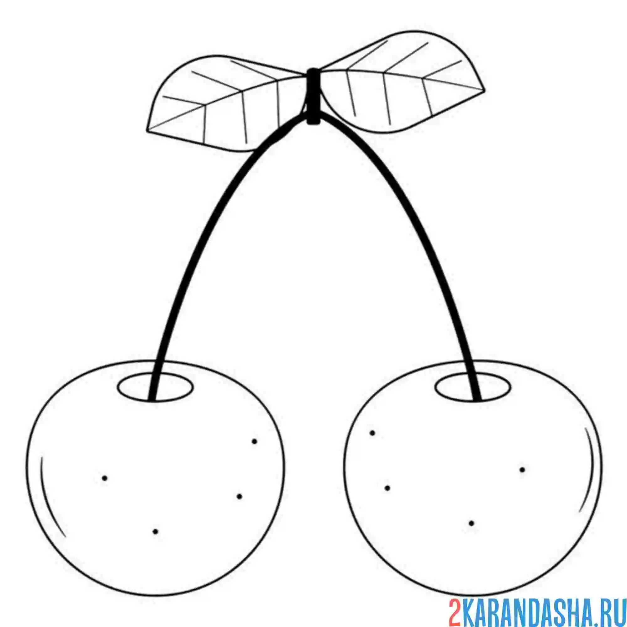 Раскраска созревшая вишня черешня