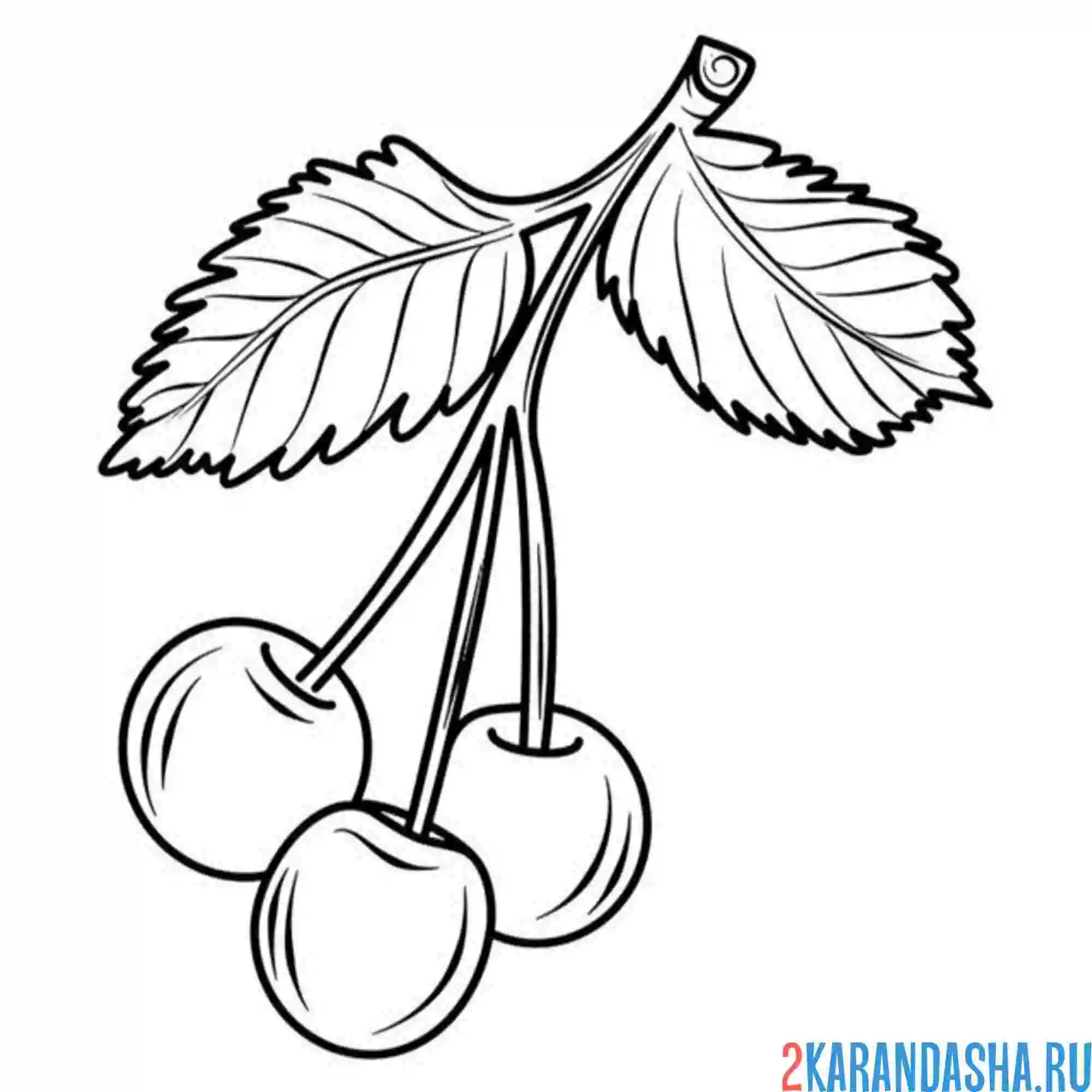 Раскраска вишня морель