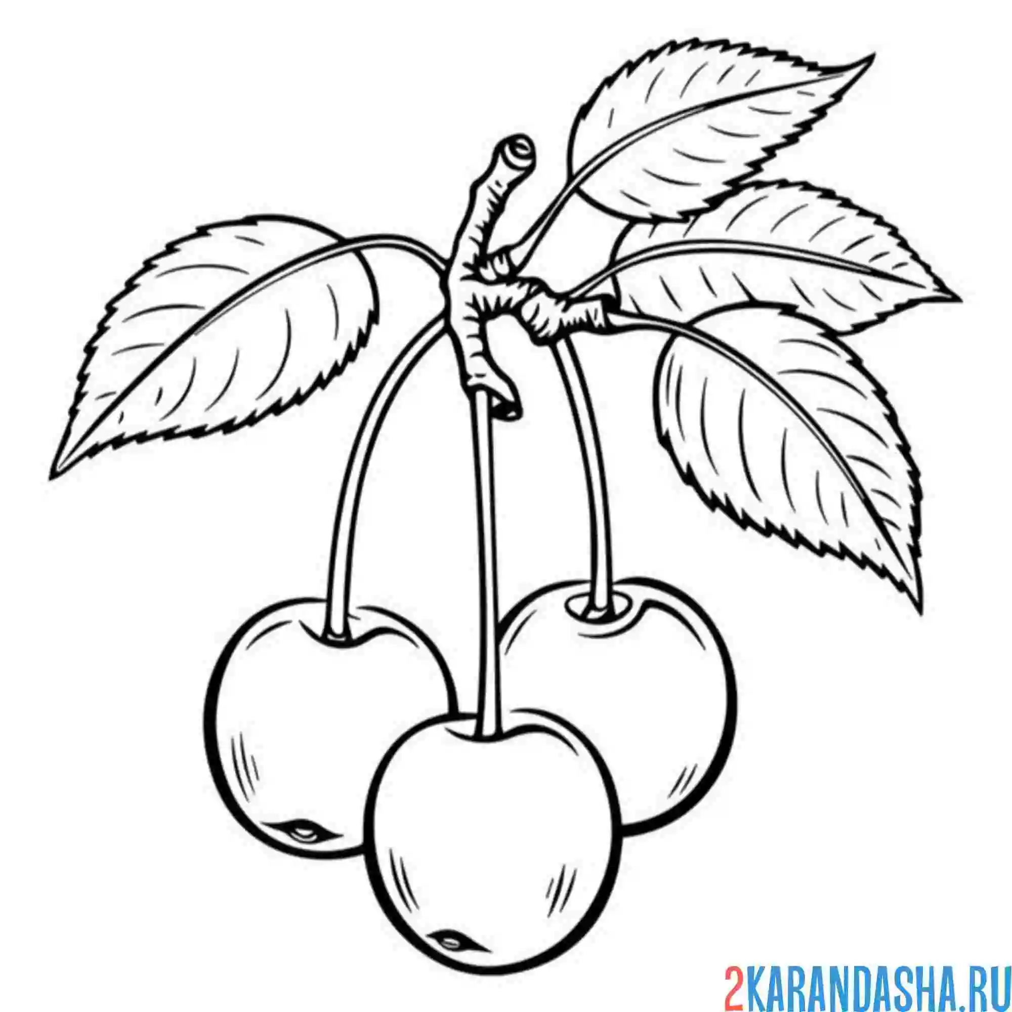 Раскраска вишенка повисла