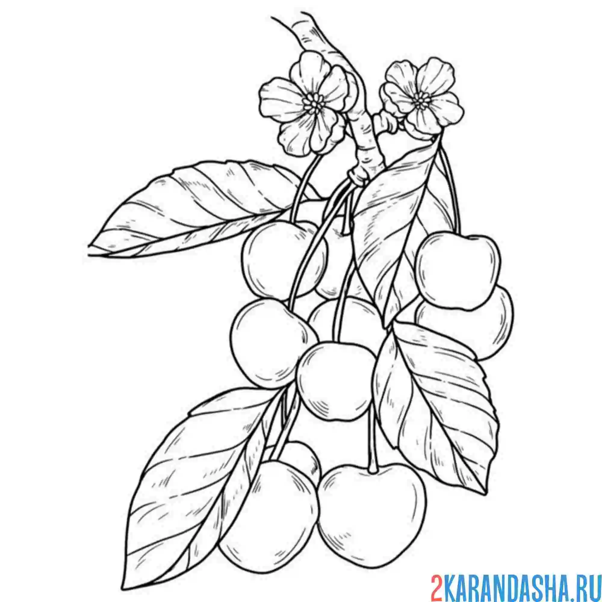 Раскраска целая ветка вишни