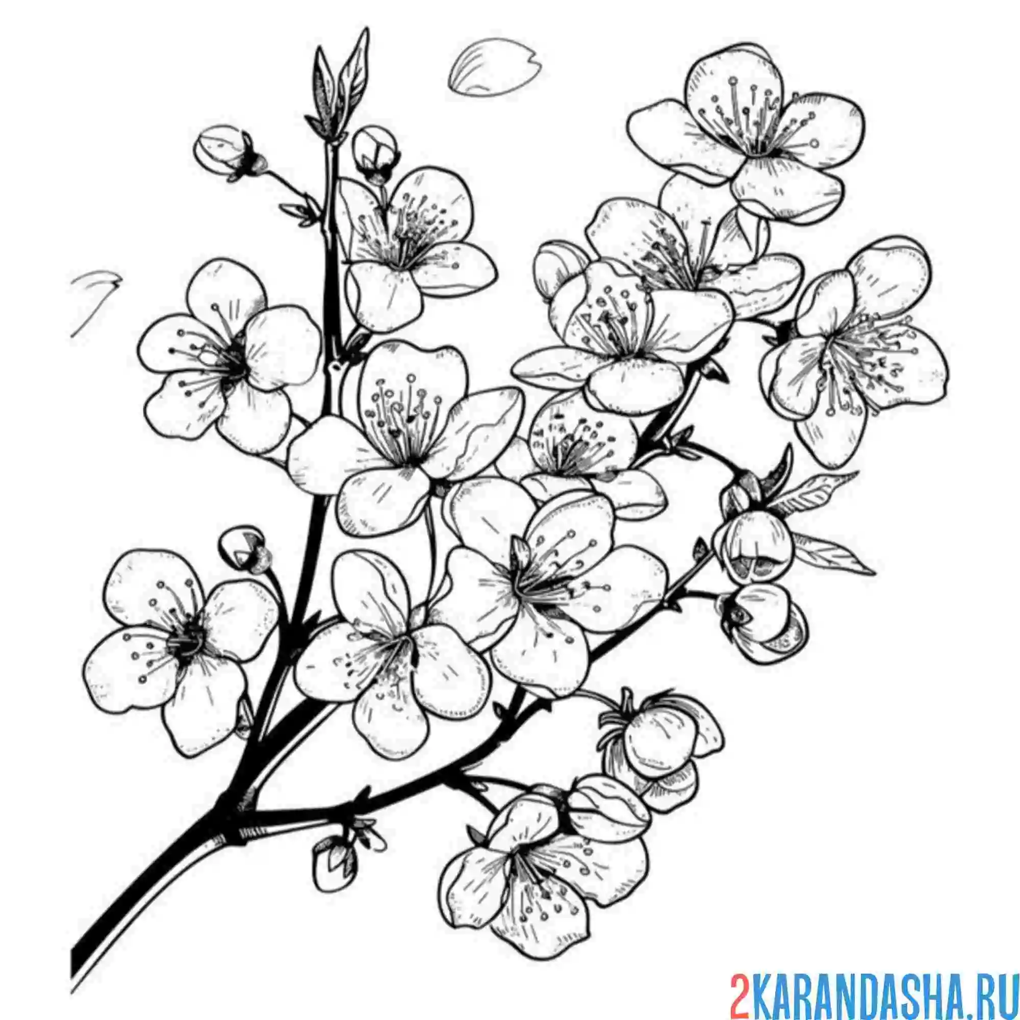 Раскраска весенняя цветущая вишня