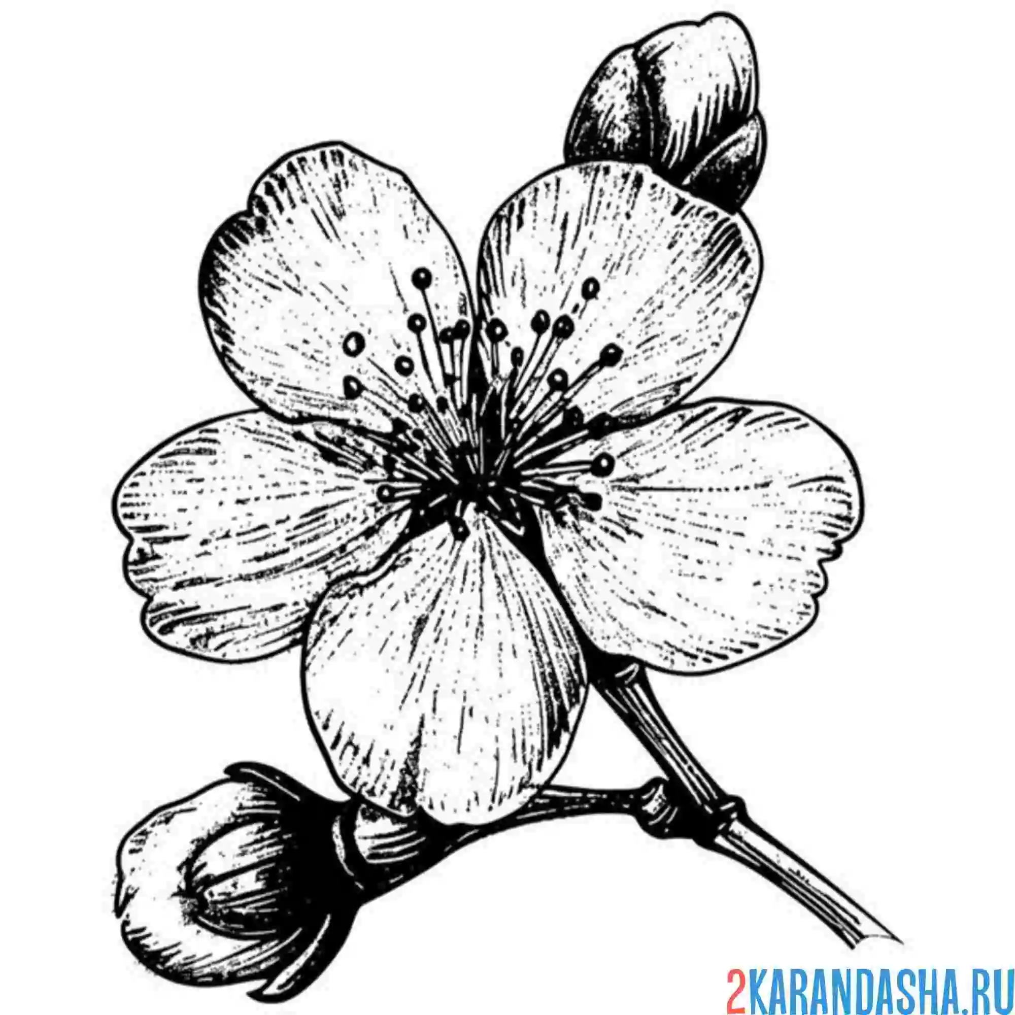 Раскраска цветение вишни