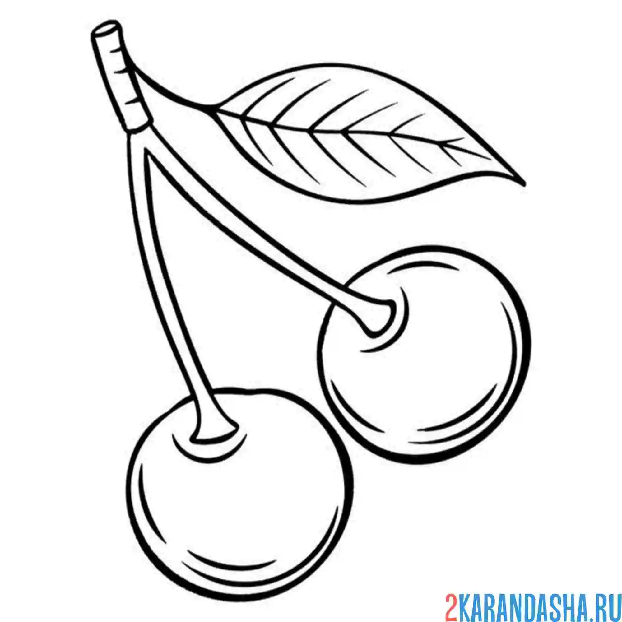 Раскраска иллюстрация вишни