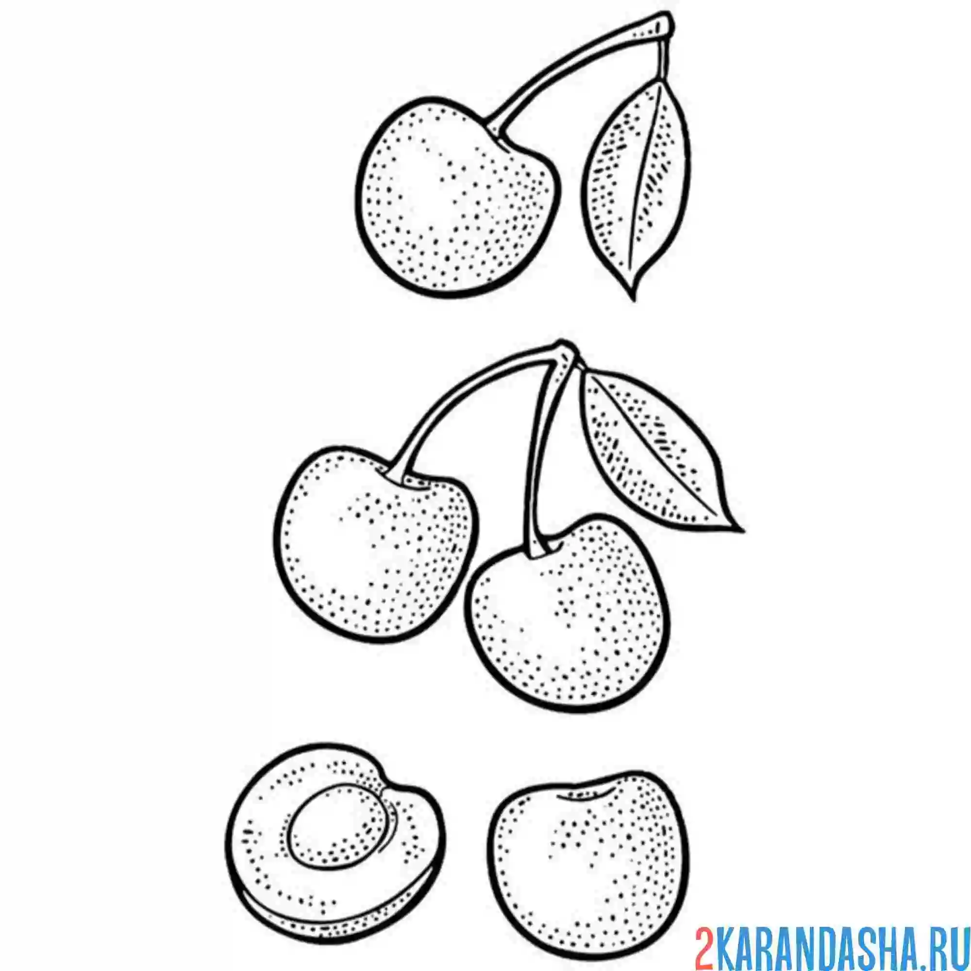 Раскраска вишня в разрере