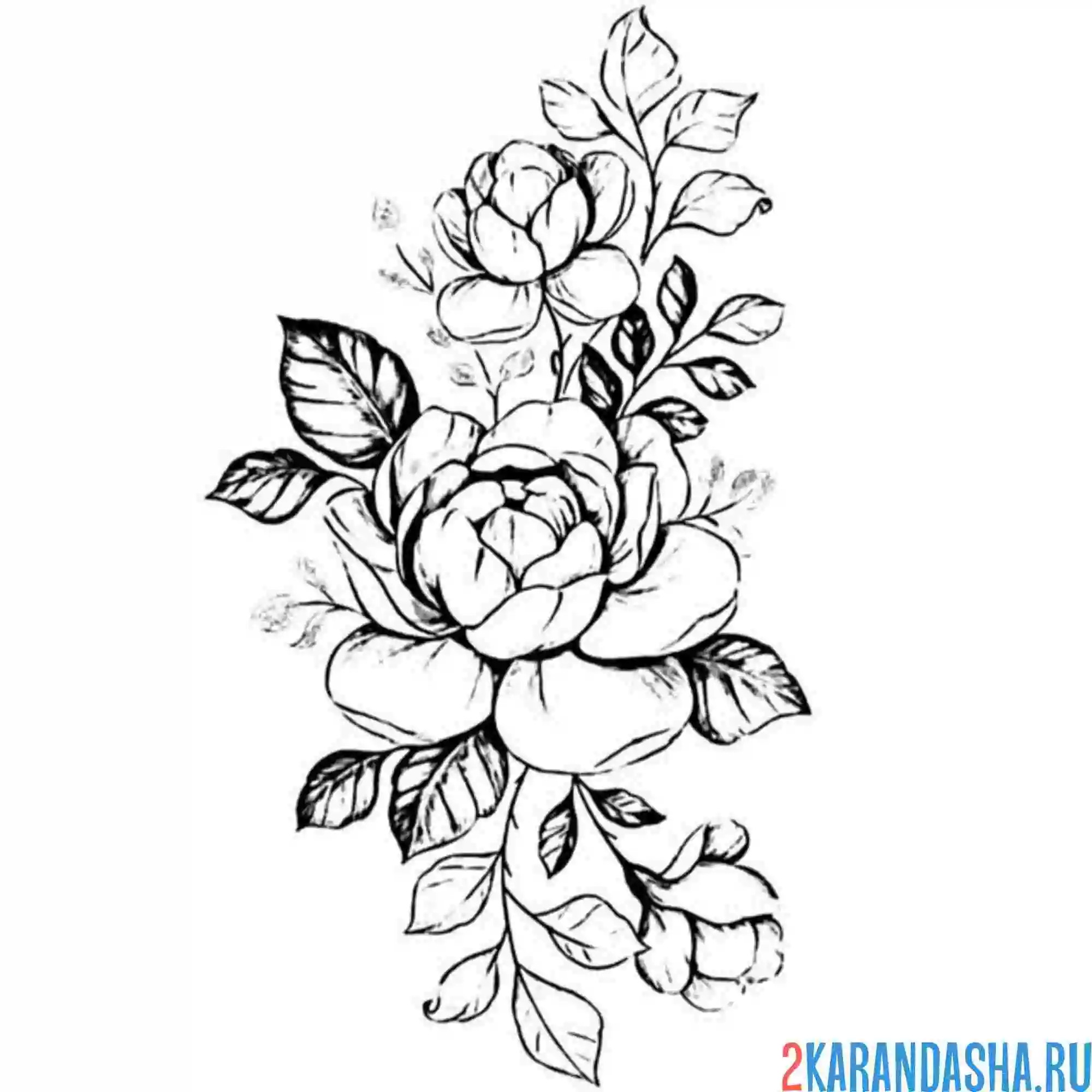 Раскраска бутон пиона