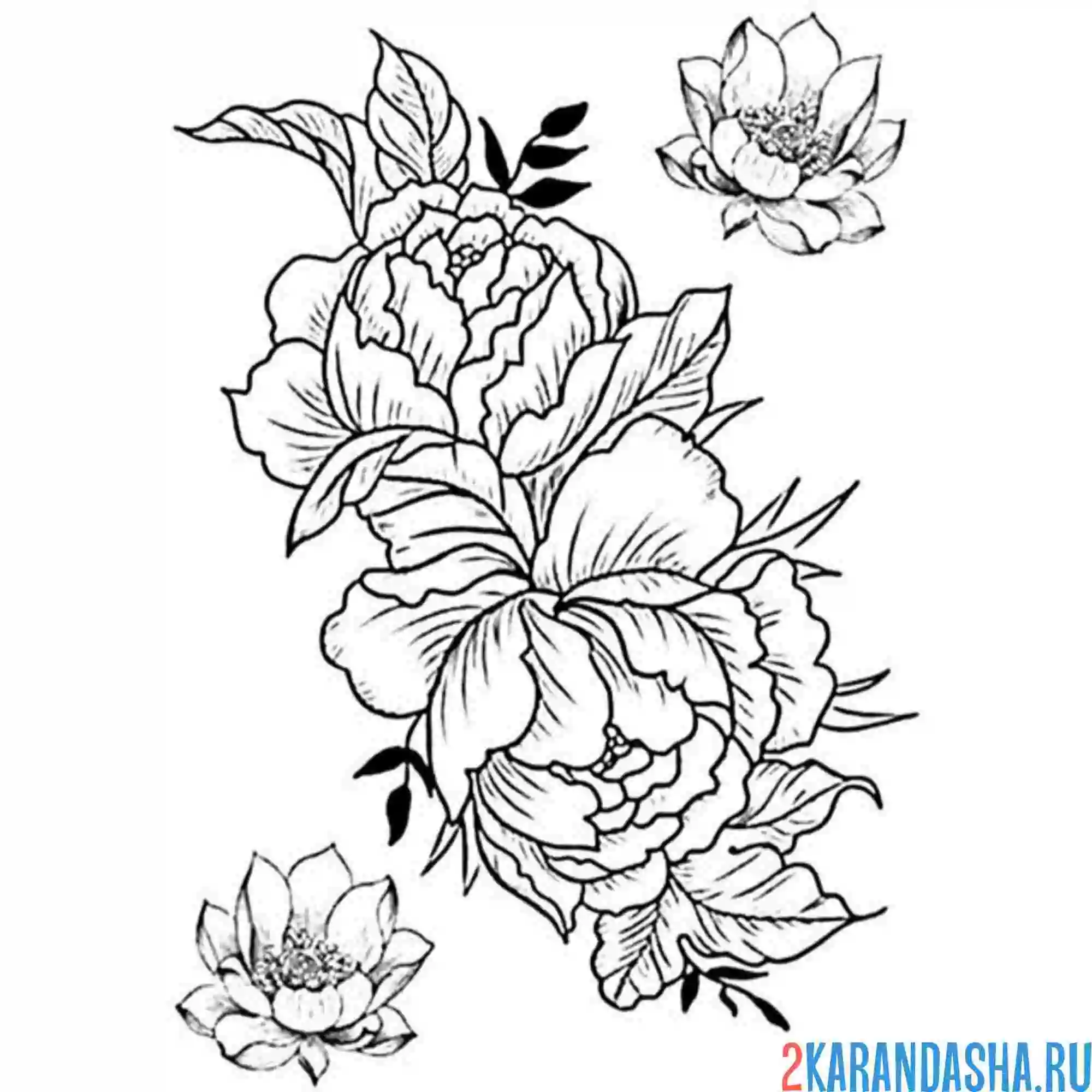 Раскраска пион бутон открылся