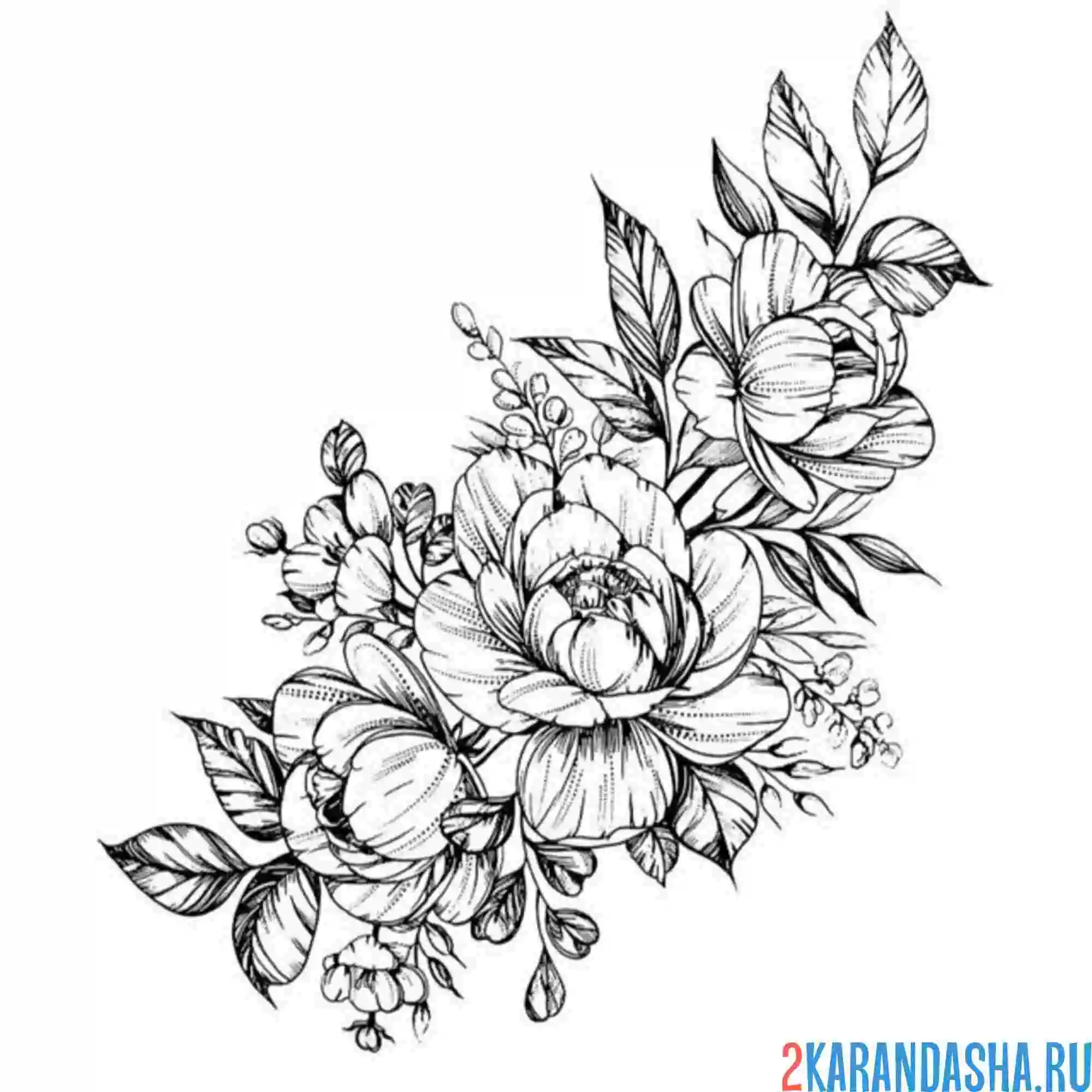 Раскраска куст пиона