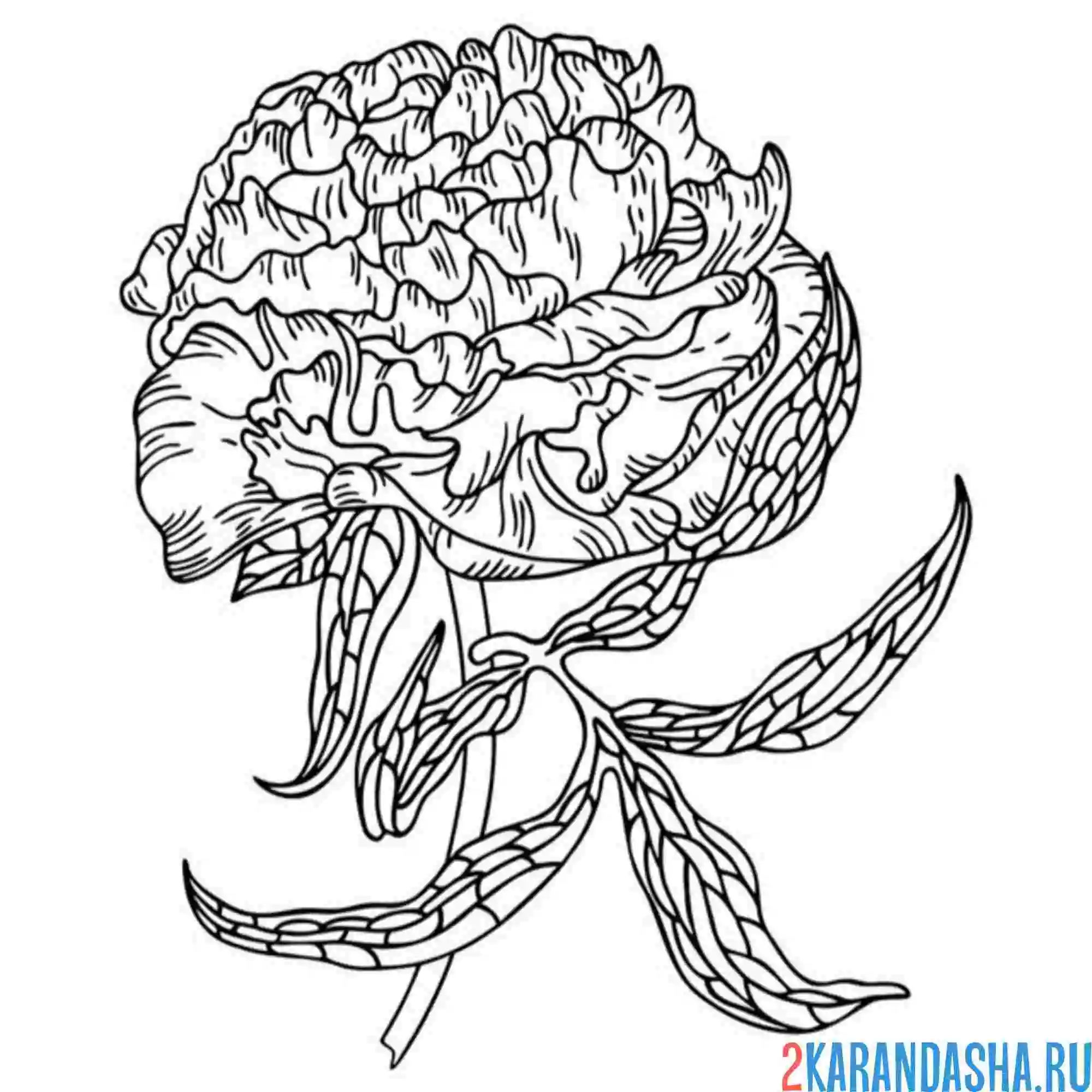 Раскраска пион отрезанный