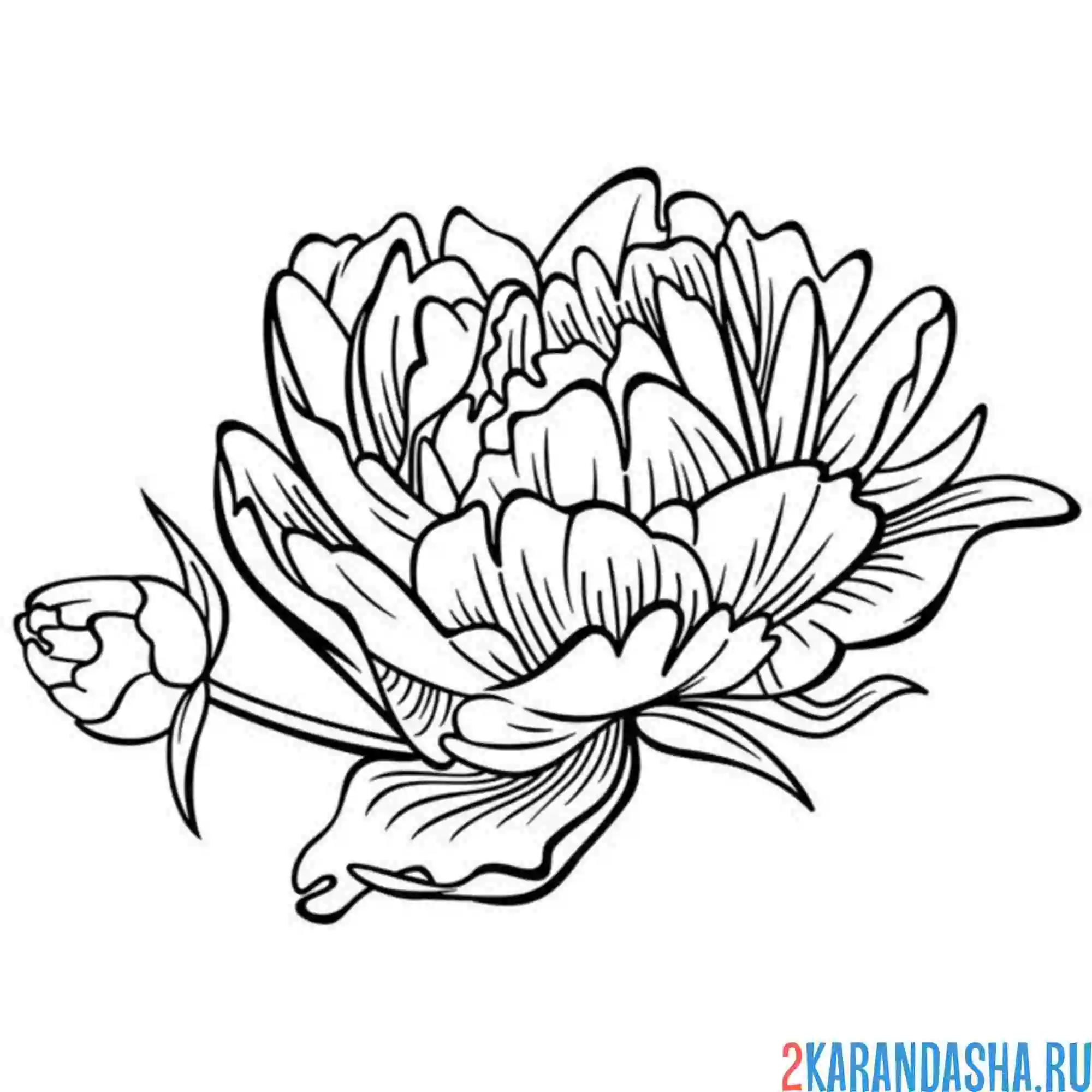 Раскраска пион и его бутон