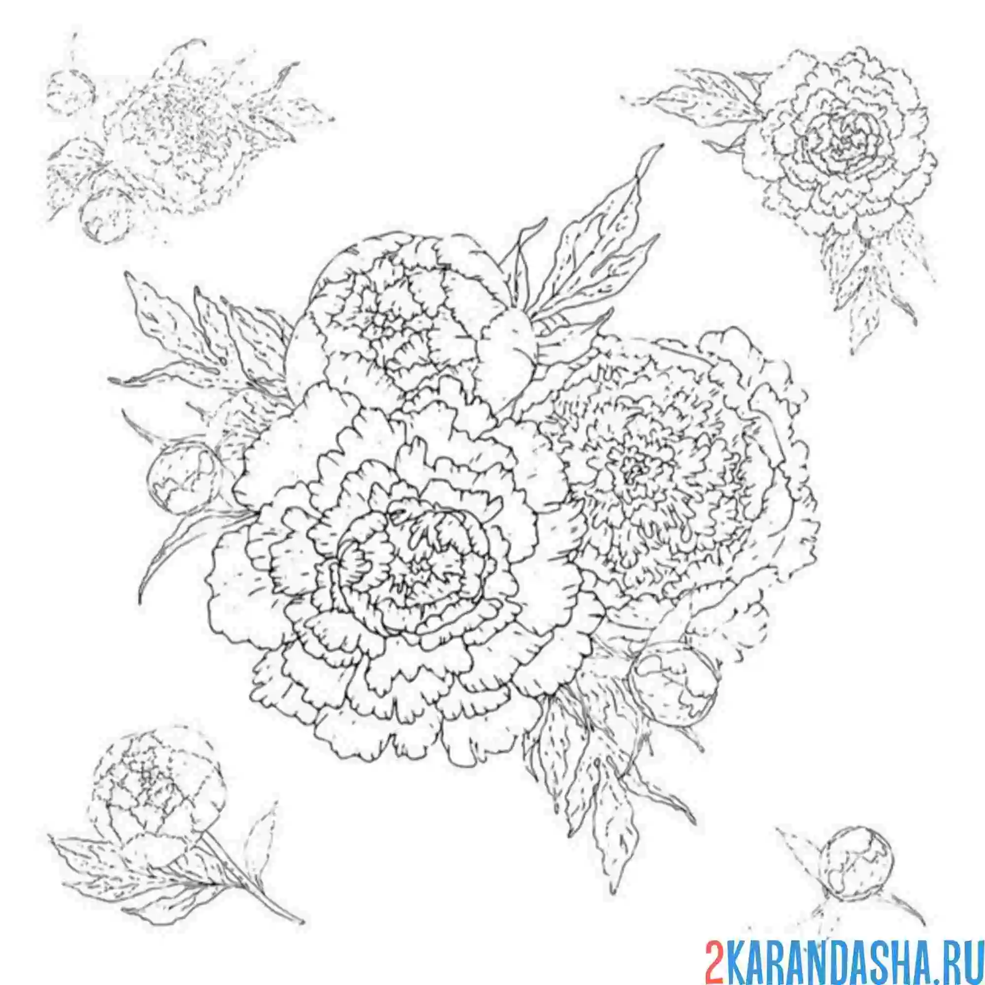 Раскраска пионы разные