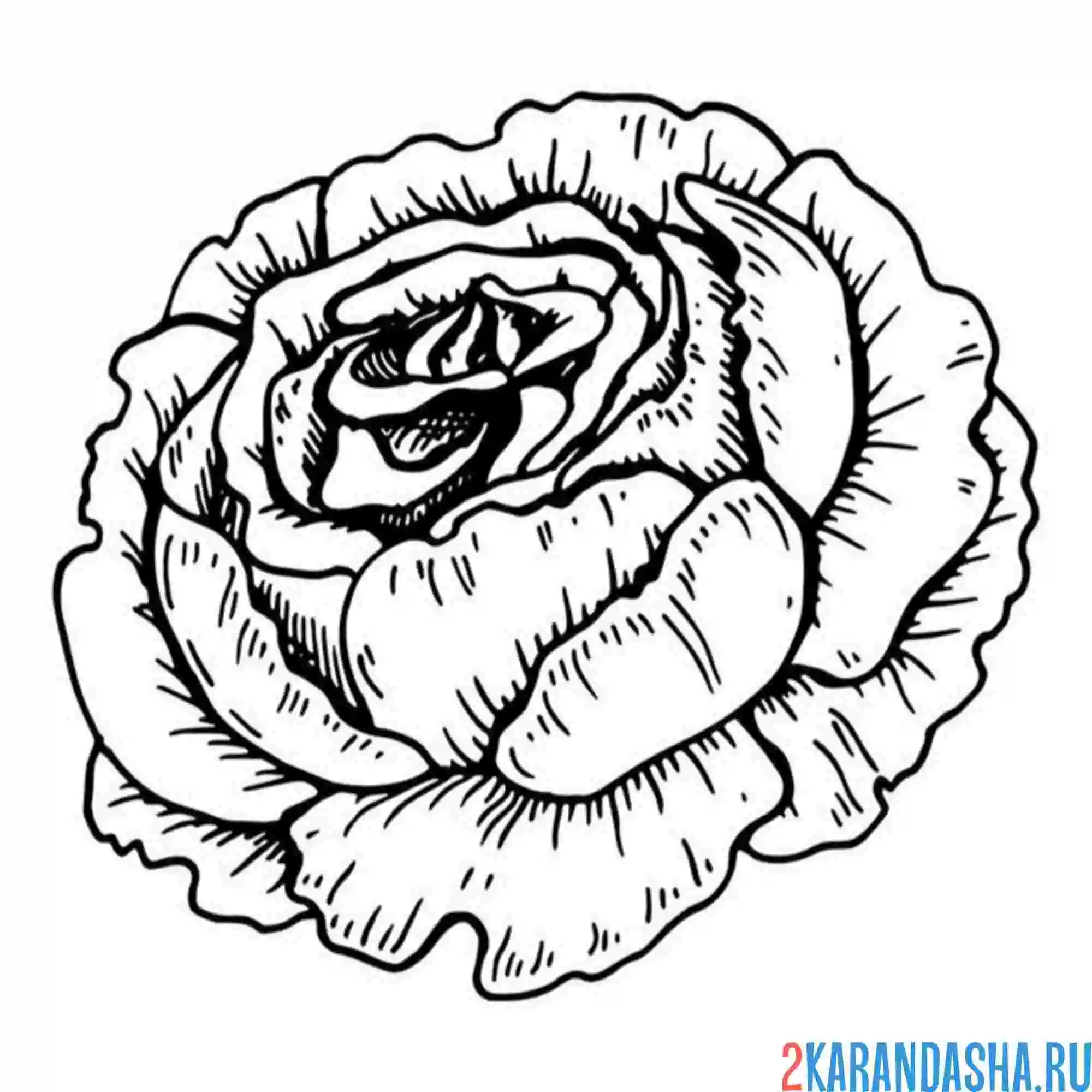 Раскраска пион голова