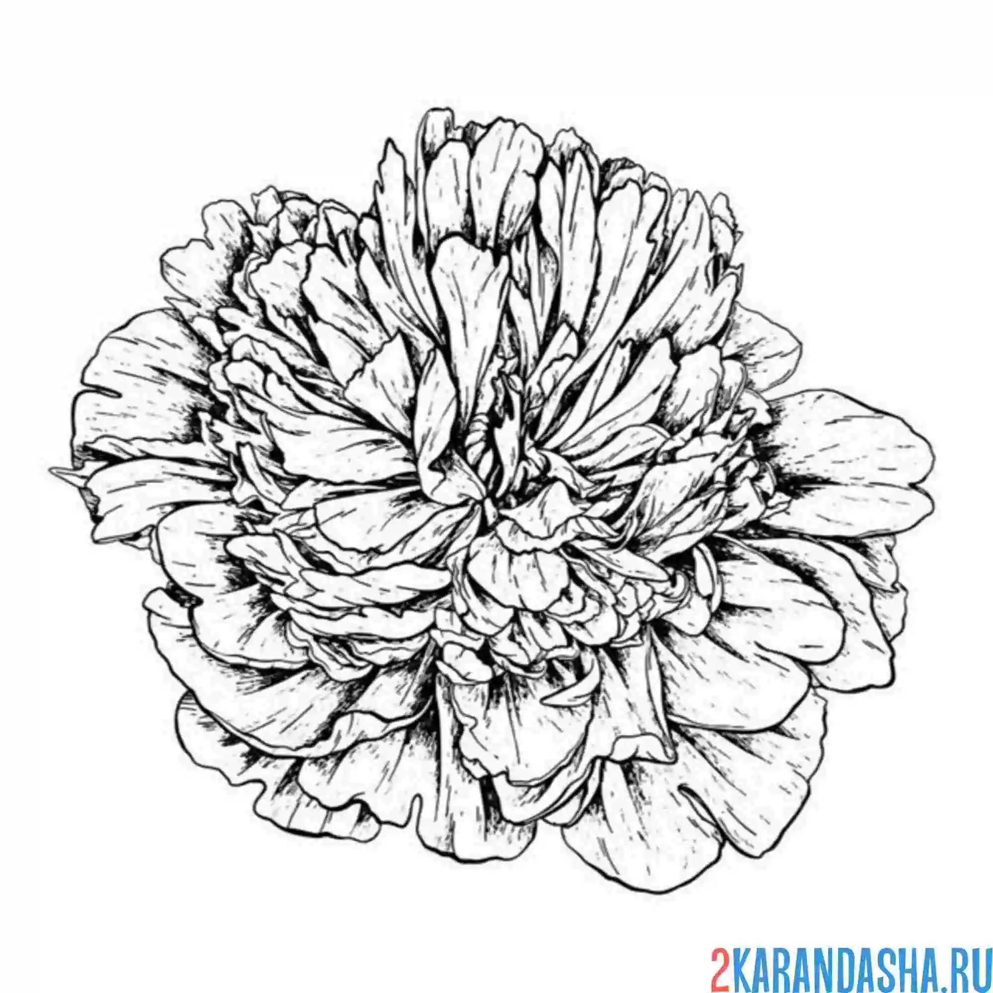 Раскраска розовый пион